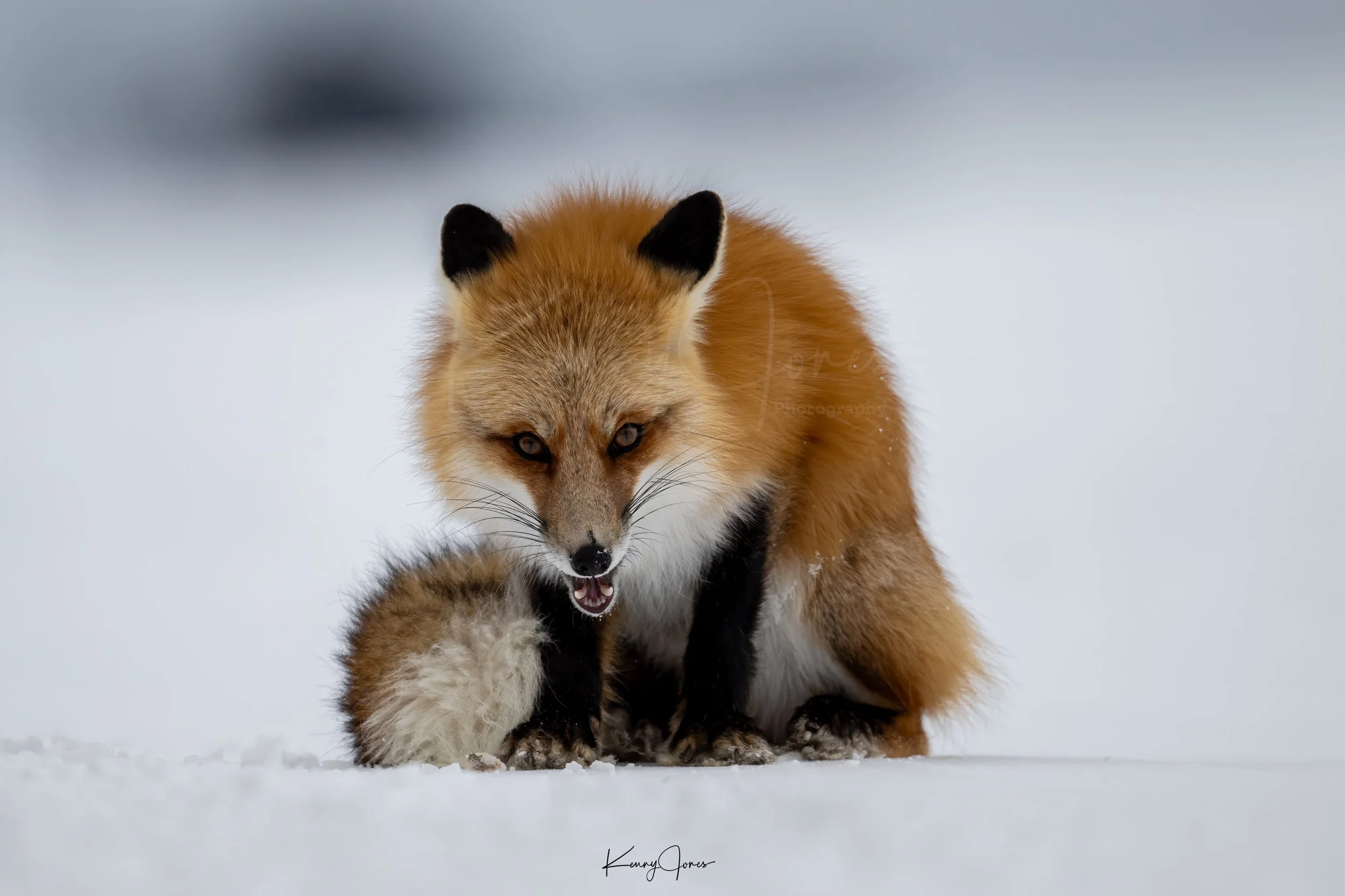 DZ2_2294-Edit-2 copy.jpg