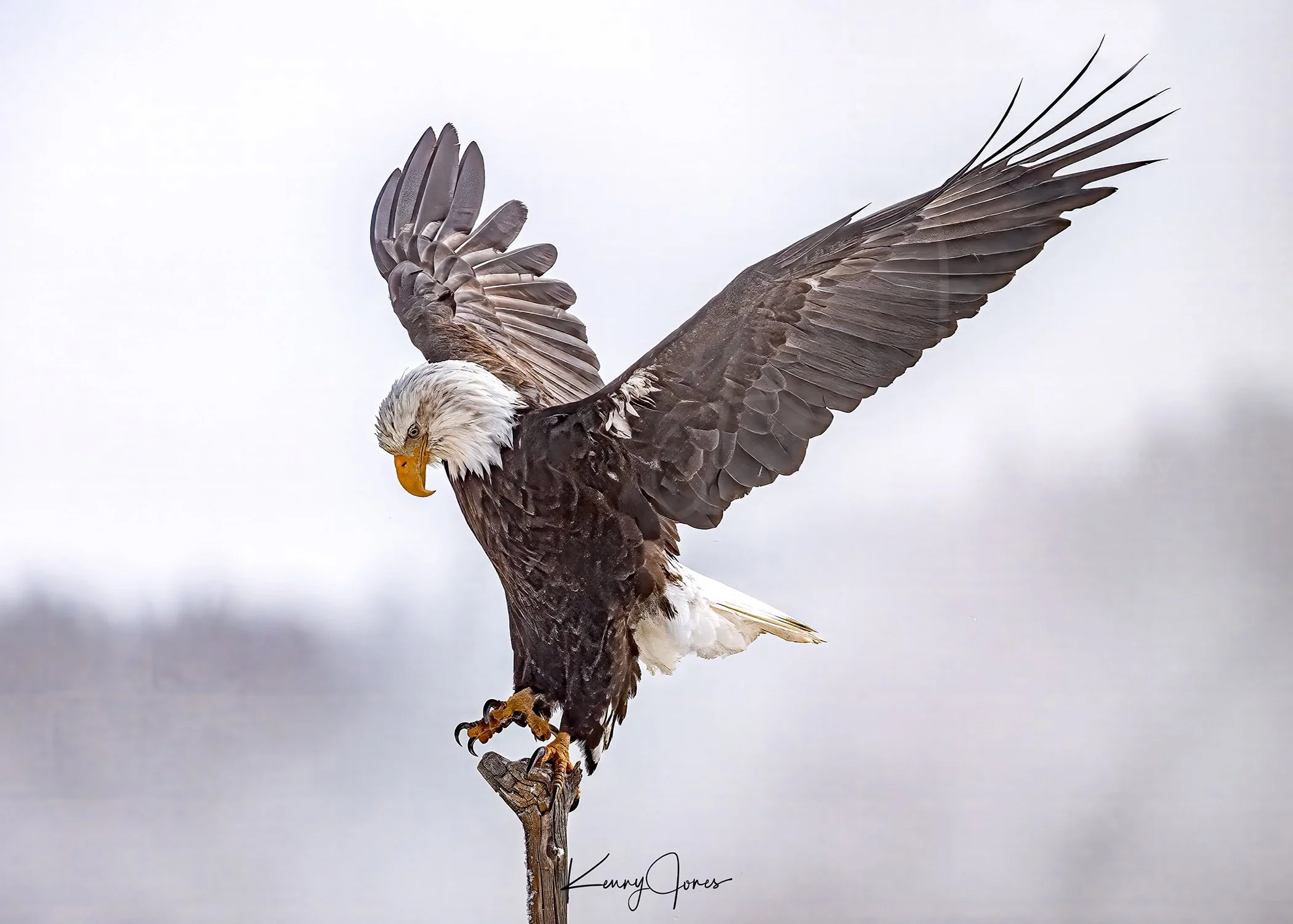 DZ2_7472b-Edit-2-Edit-Edit-2 copy 5.jpg