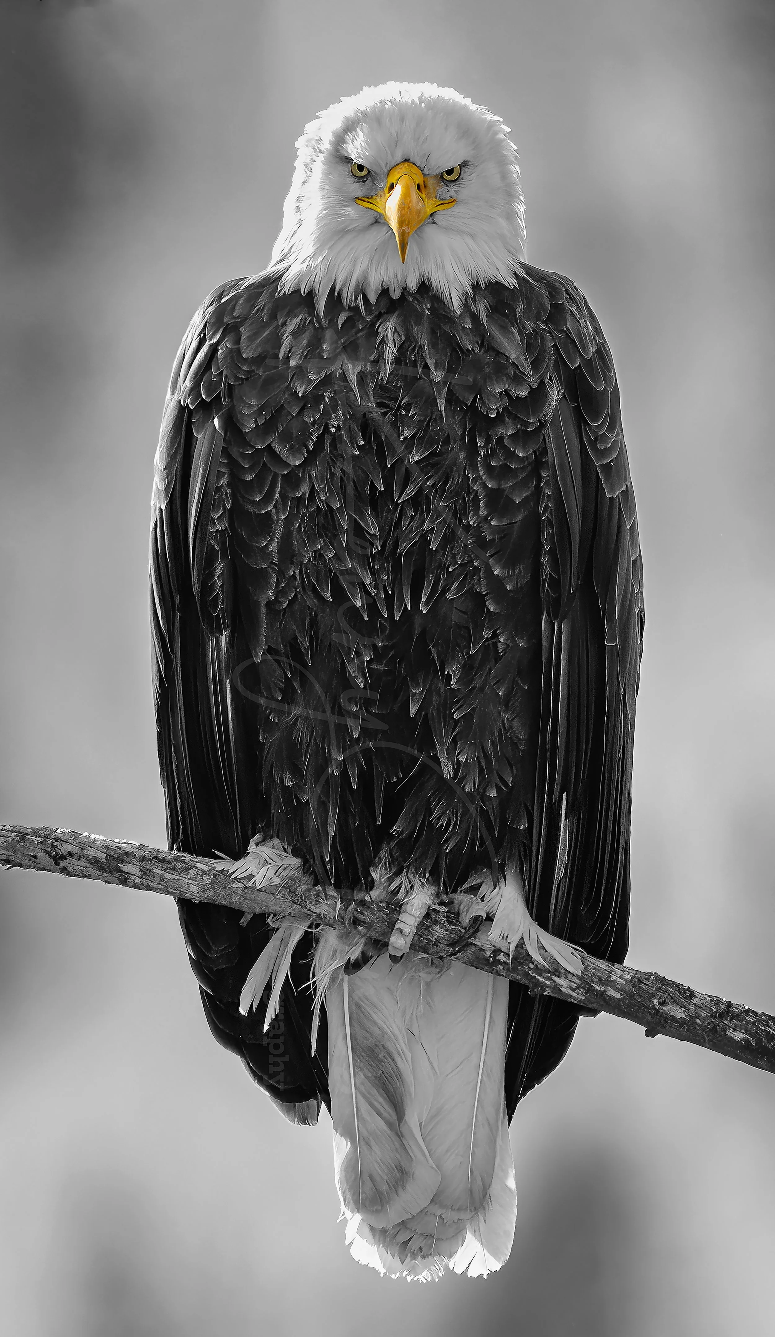 DZ2_8900-Edit copy 7.jpg