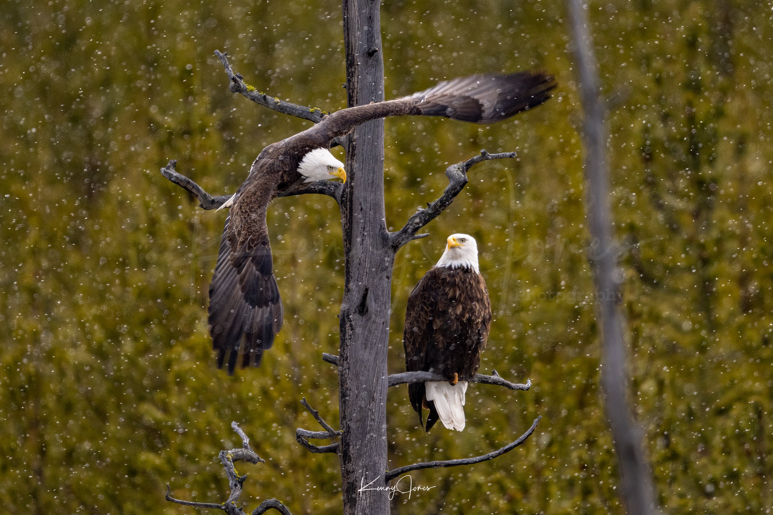 DZ2_0005-Edit copy 3.jpg