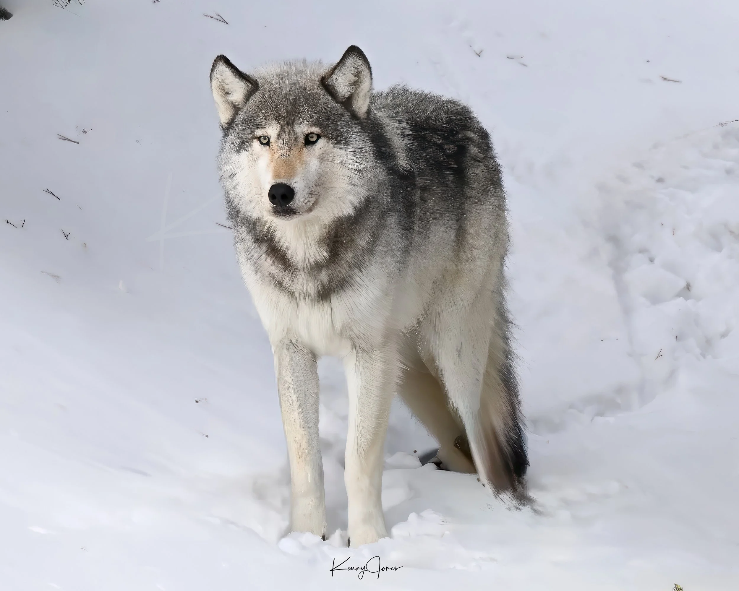 DSC_0119-Edit-Edit copy 8x10 copy.jpg