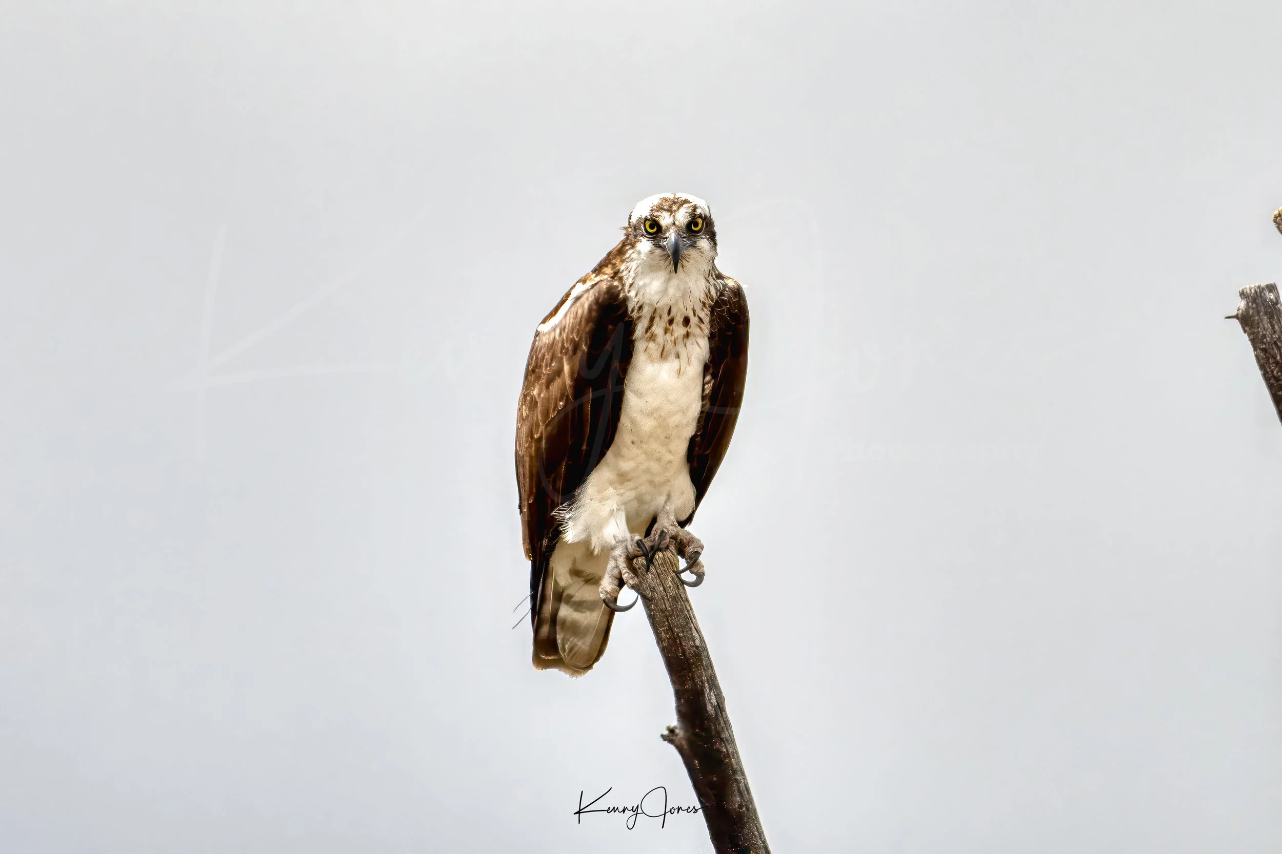 DZ2_6290-Edit-Edit copy.jpg