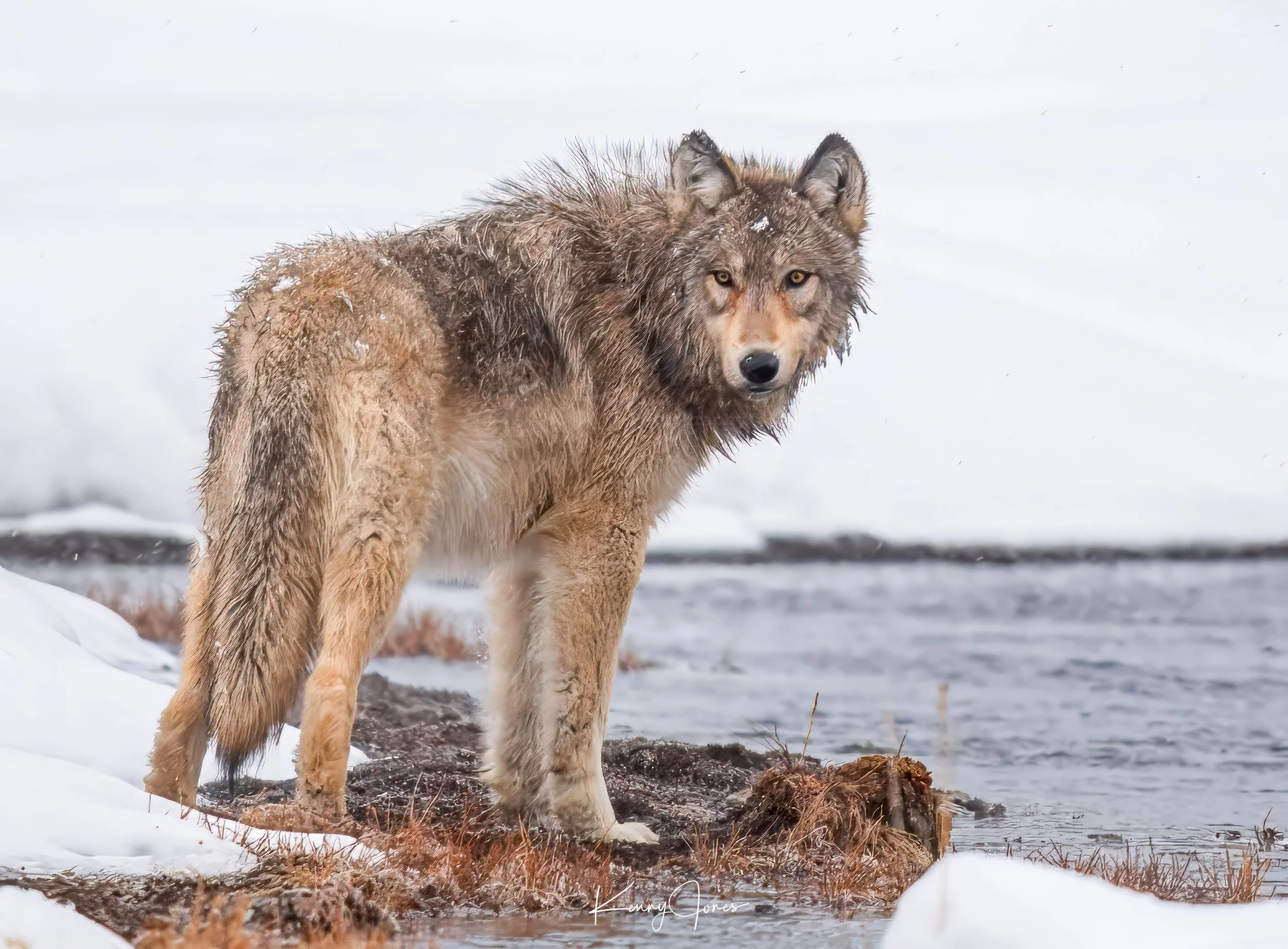 D5D_8975 copy-Edit copy 2.jpg