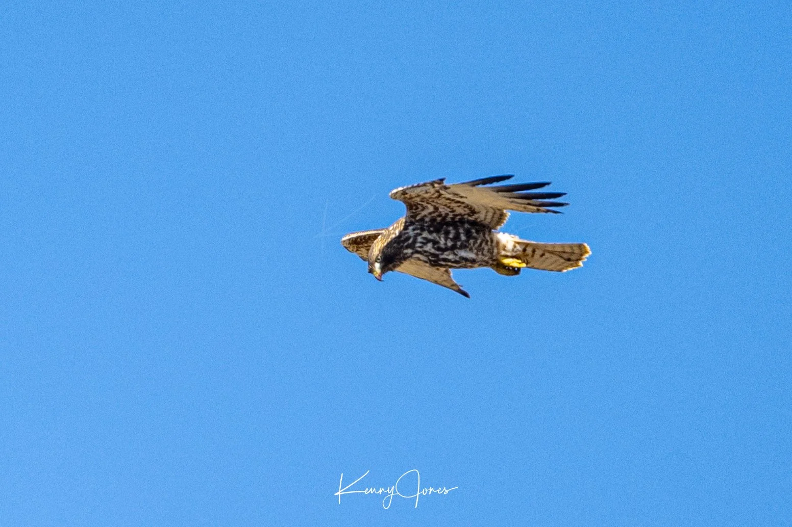 DZ2_5650-Edit copy.jpg