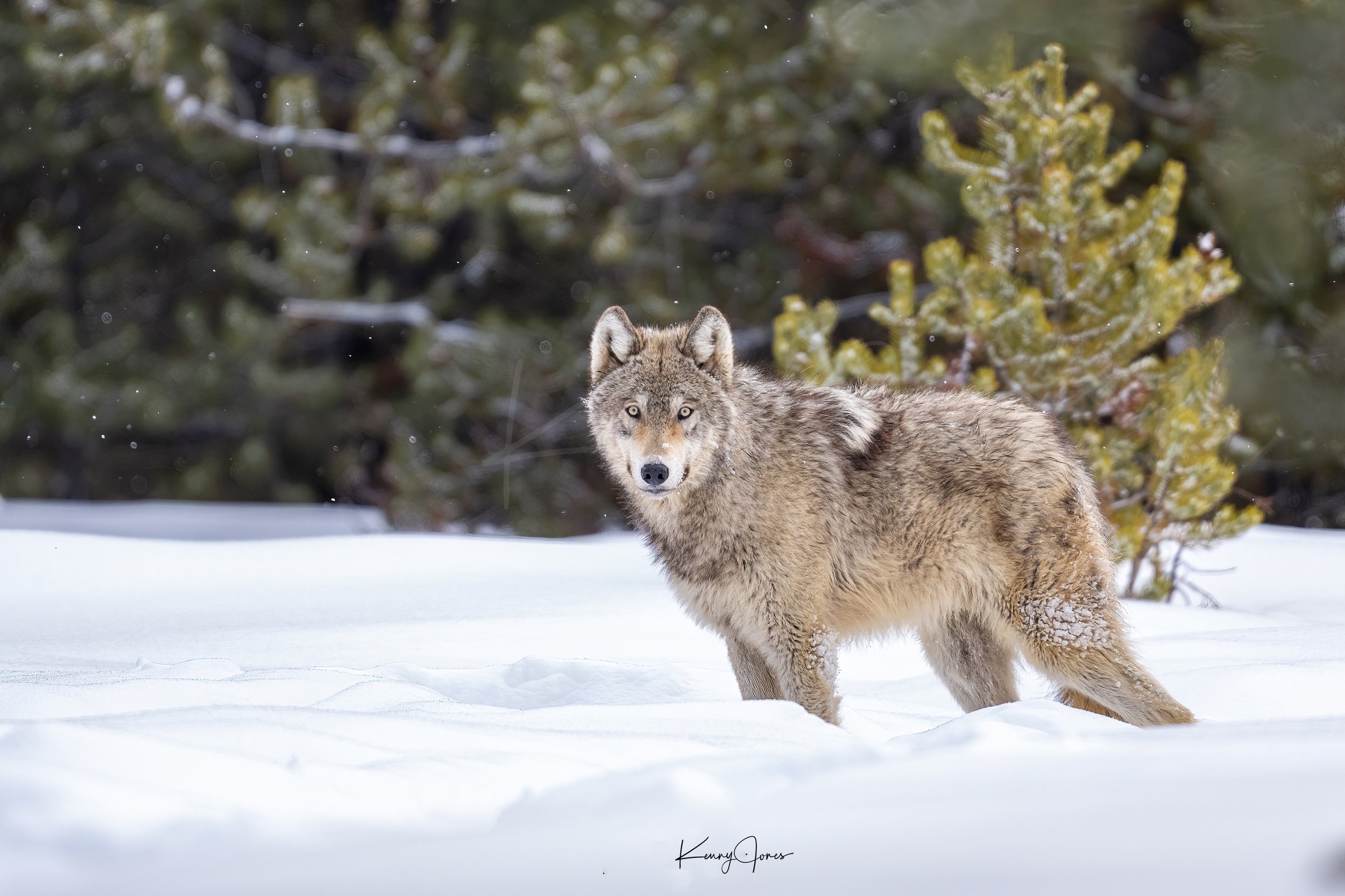 DZ2_8625-Edit copy 2.jpg