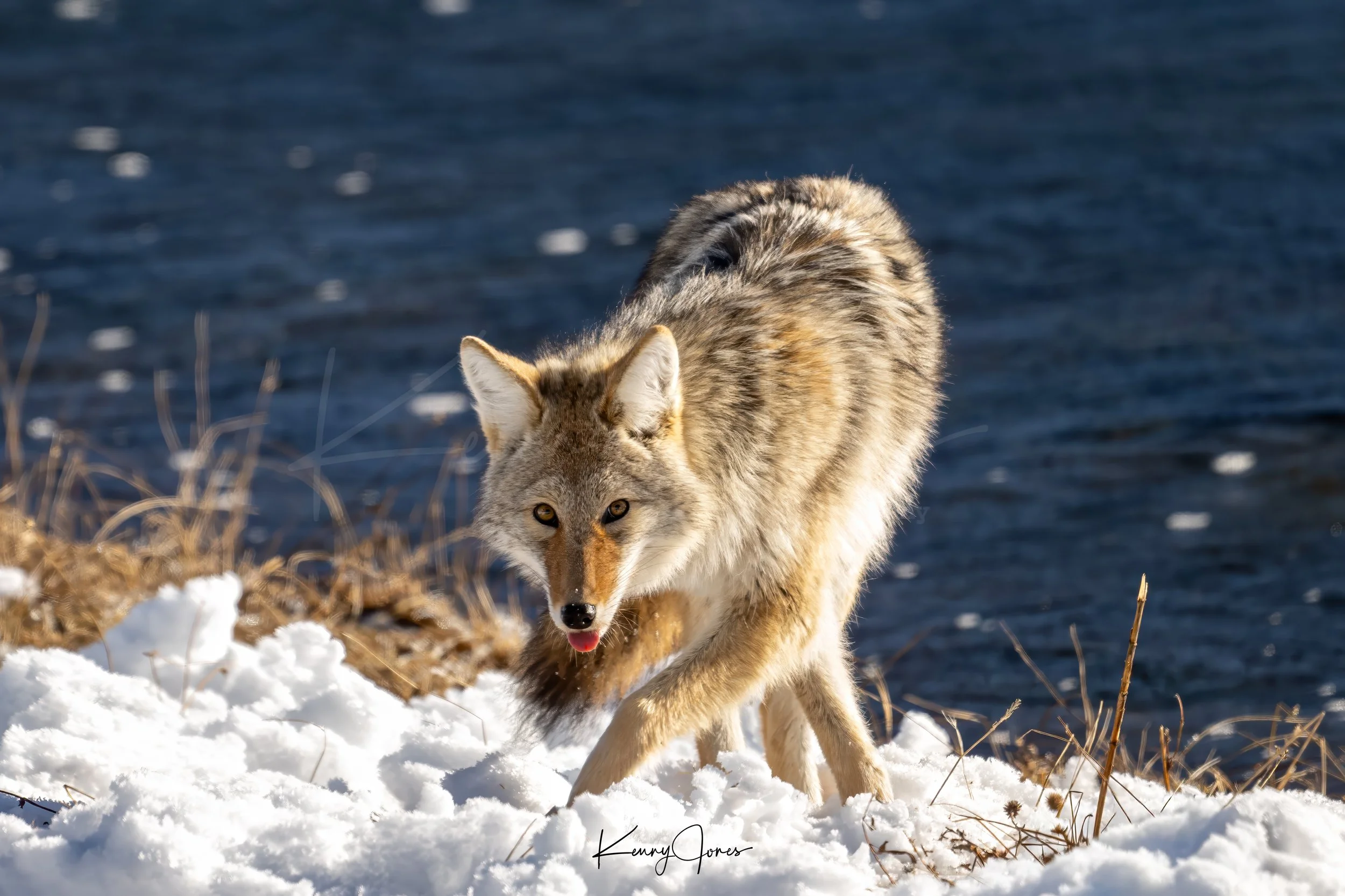 DZ2_7378-Edit copy 2.jpg