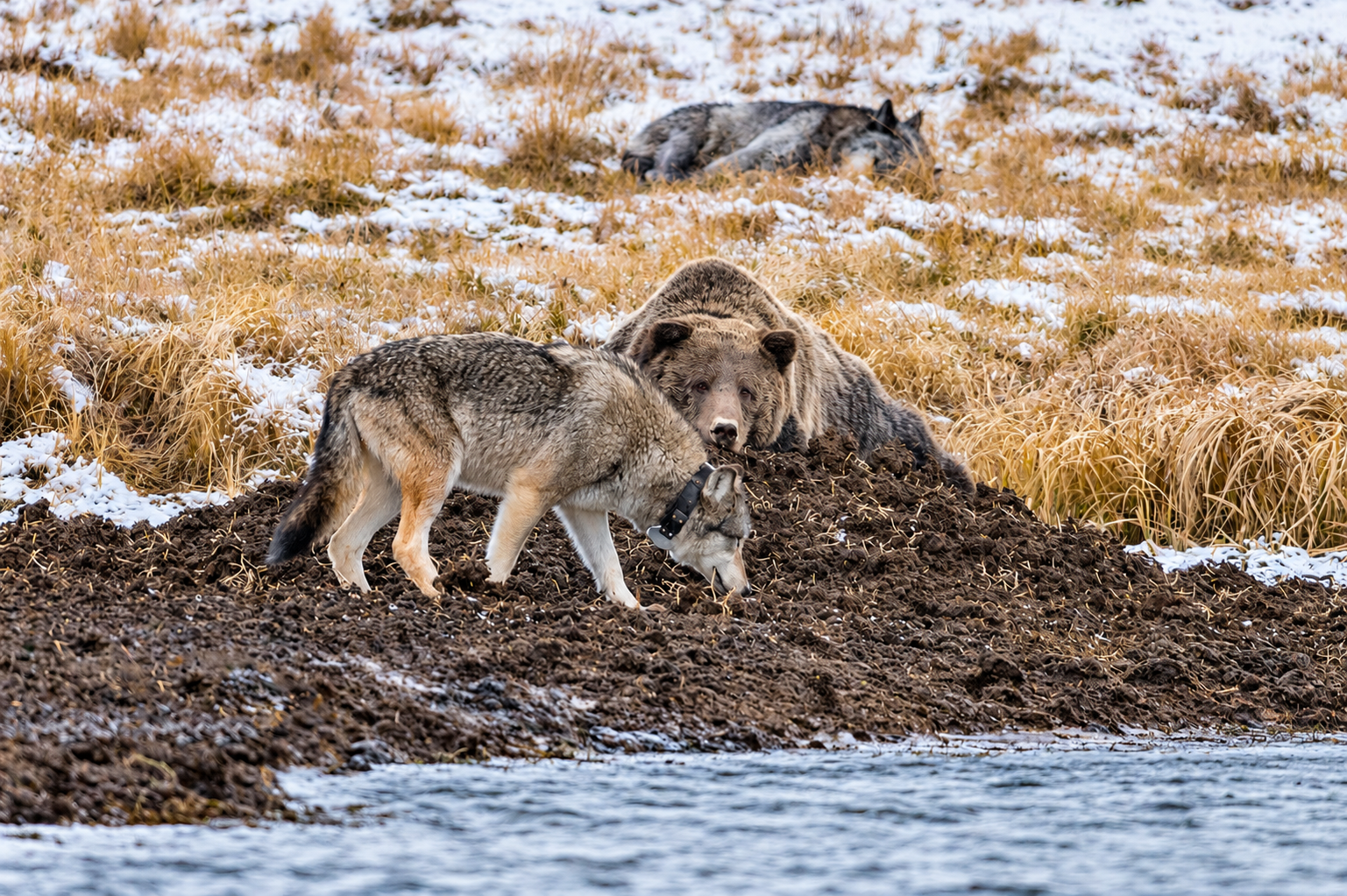 Collared Wolf and Bear on Snowy Riverbank.png