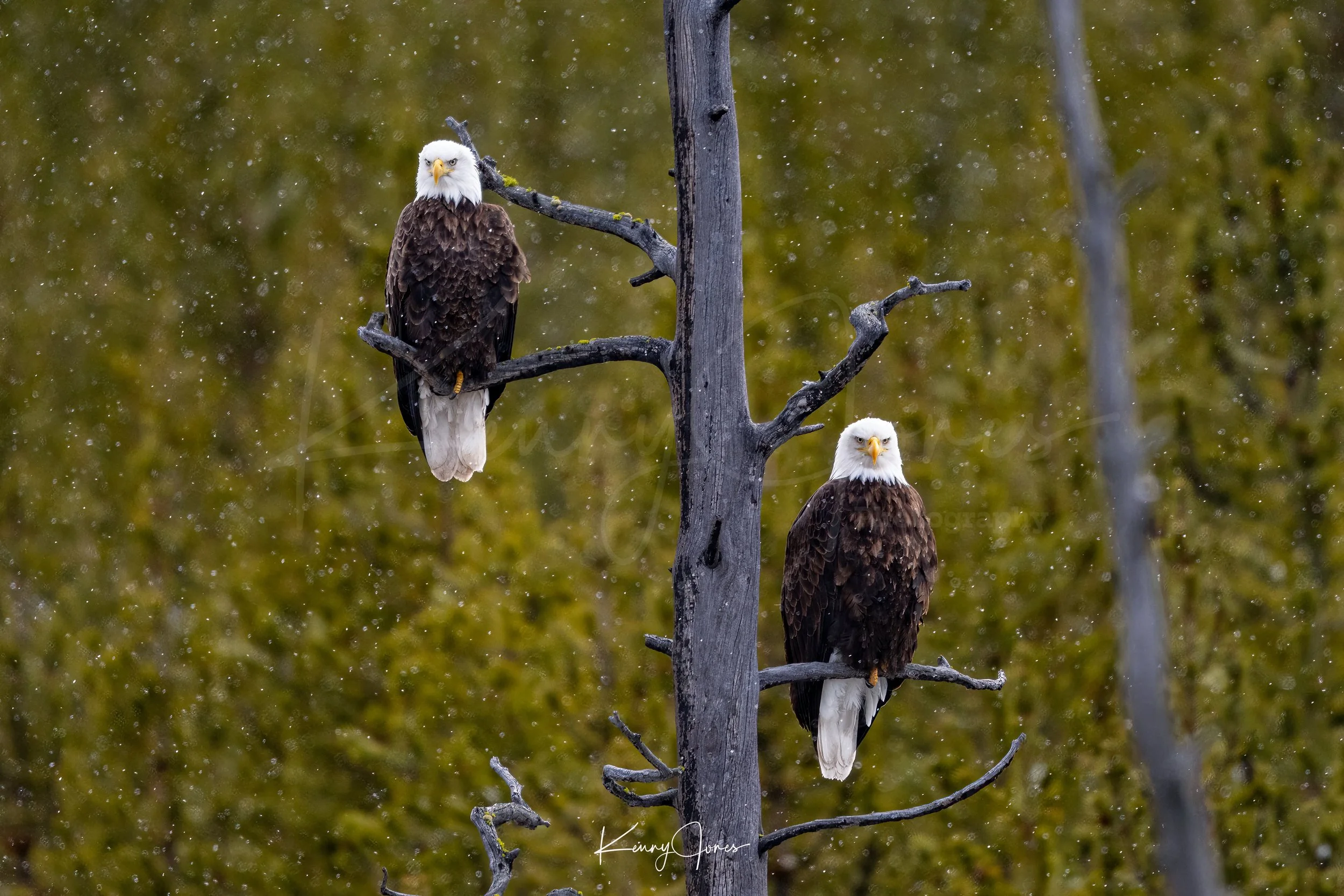 DZ2_9941-Edit copy 2.jpg