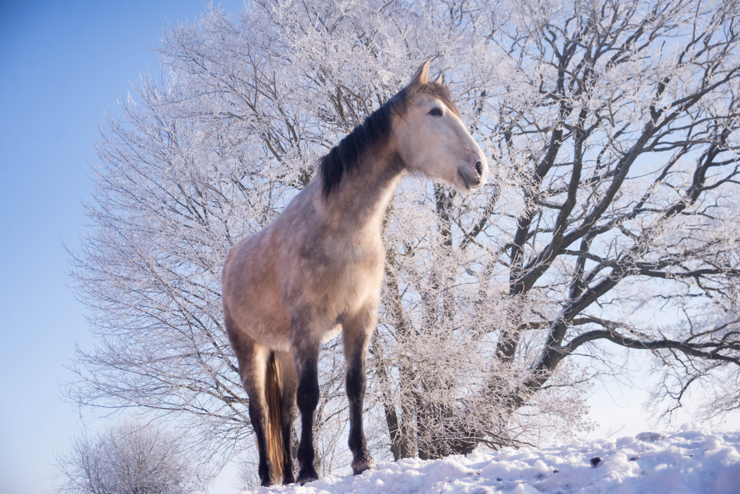 winterhorses2018-1-26.jpg