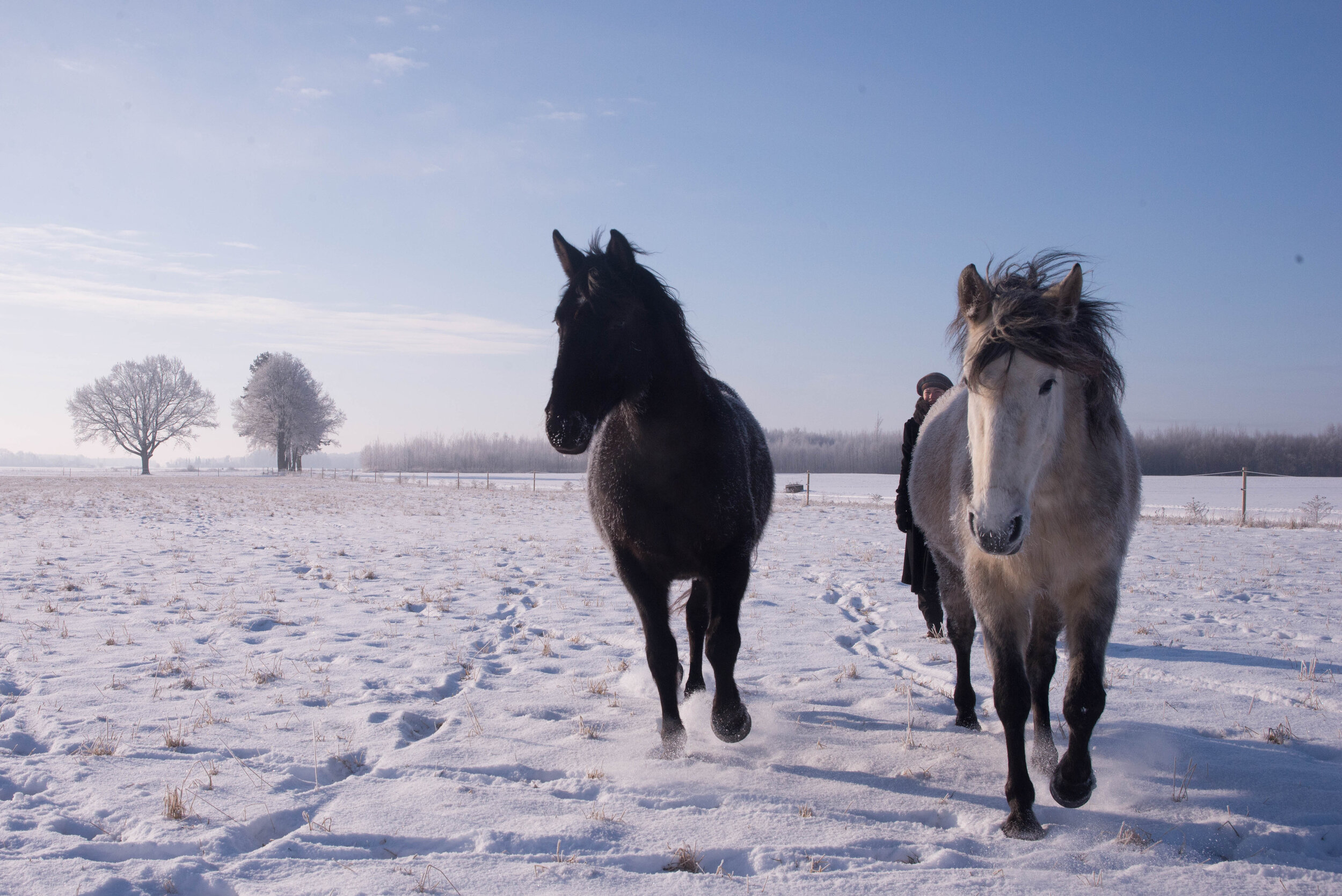 winterhorses2018-1-49.jpg