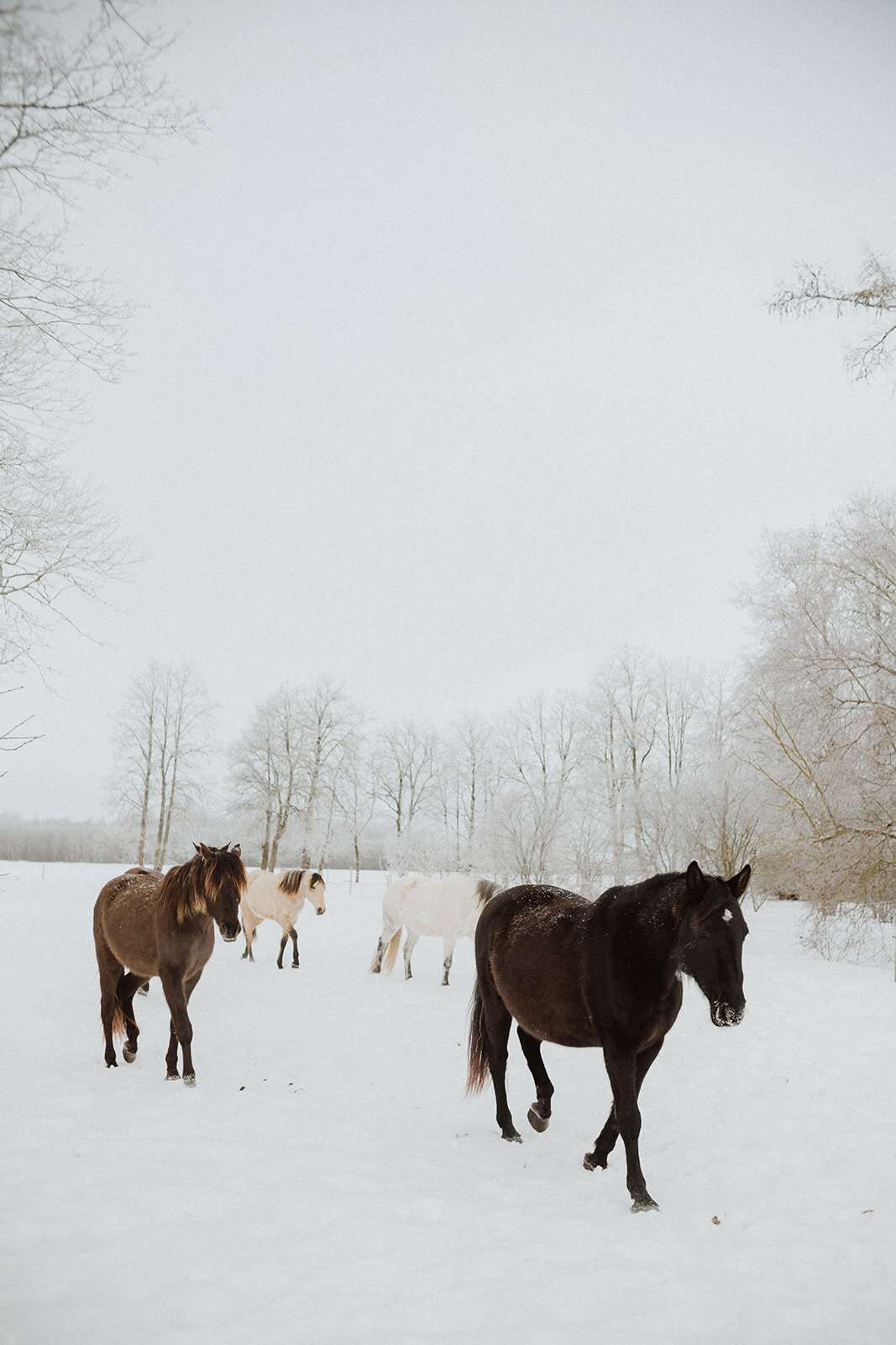 Laimes Horses by Elza Pallo Photographer 1.jpg