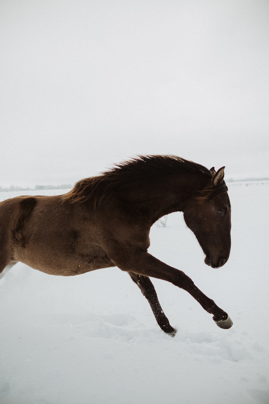 Laimes Horses by Elza Pallo Photographer 114.jpg