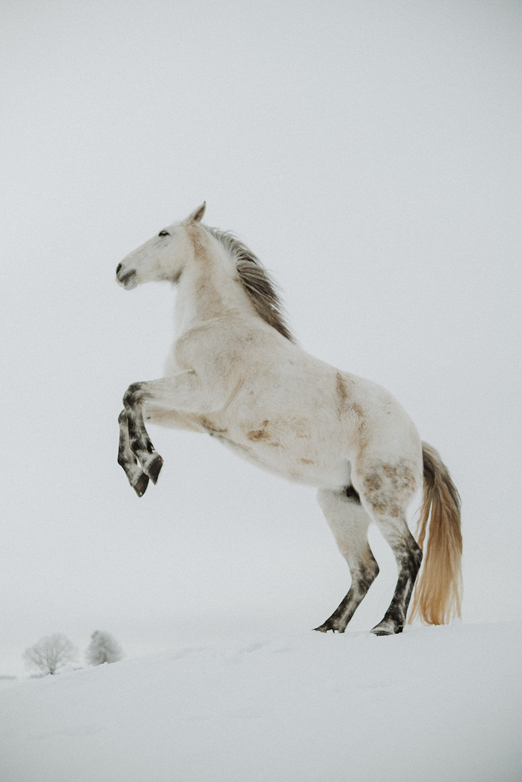 Laimes Horses by Elza Pallo Photographer 200.jpg