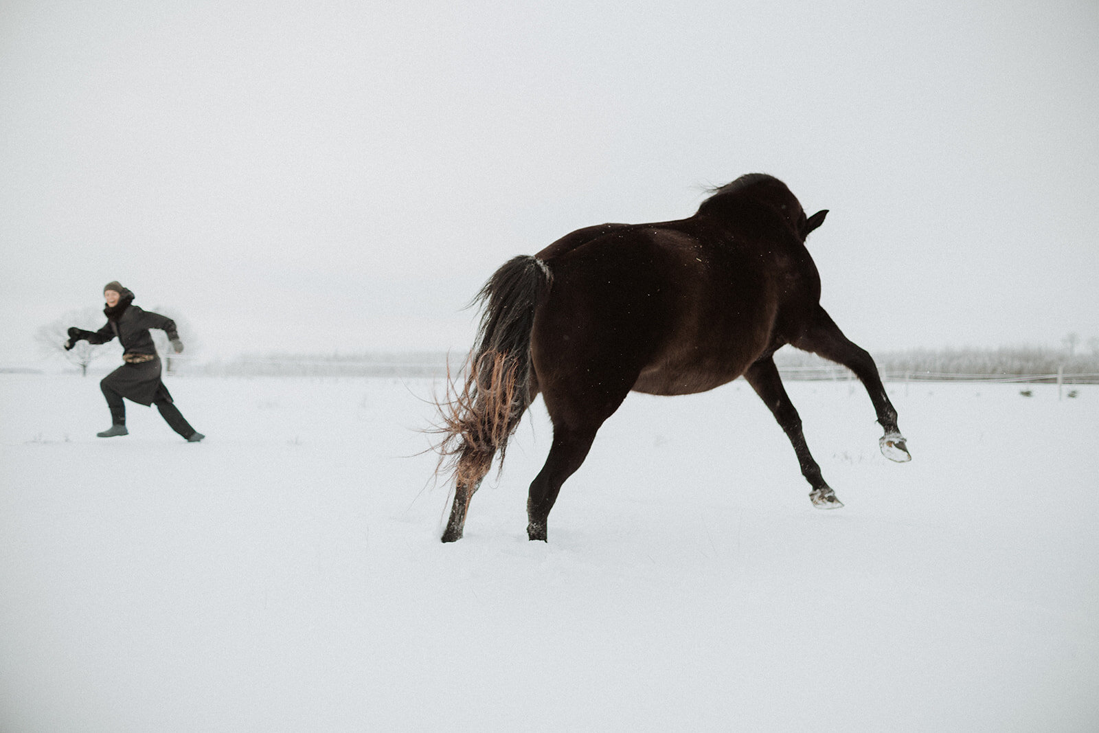 Laimes Horses by Elza Pallo Photographer 77.jpg