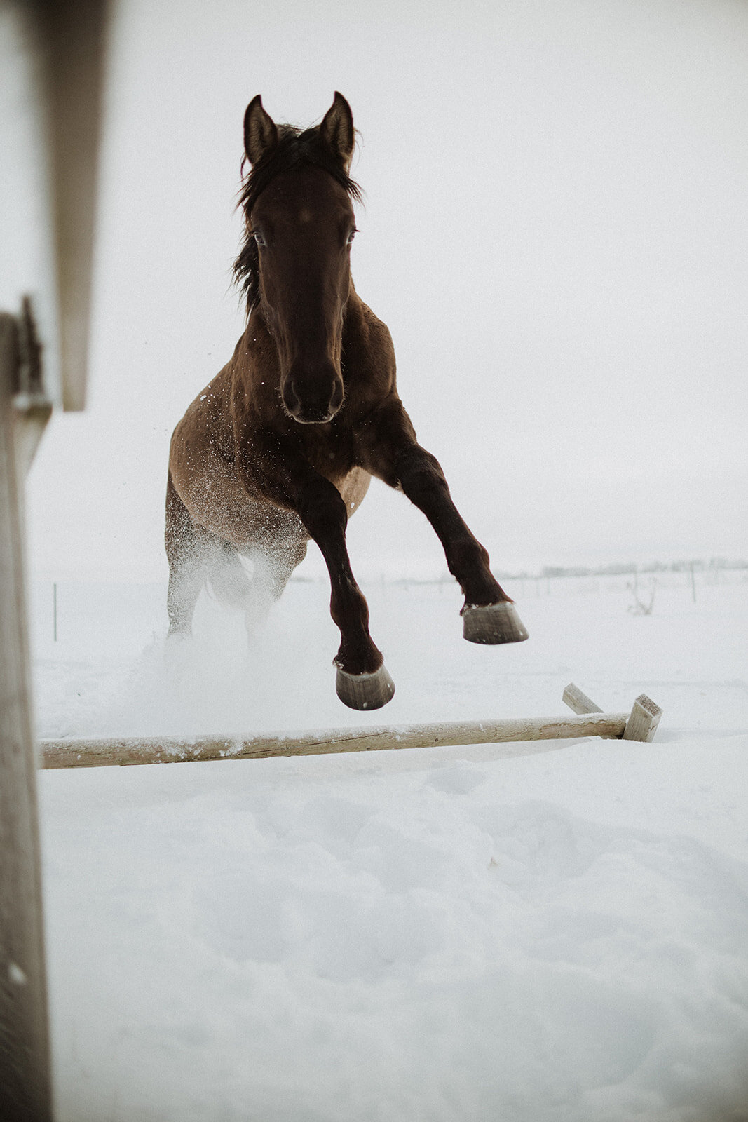 Laimes Horses by Elza Pallo Photographer 111.jpg