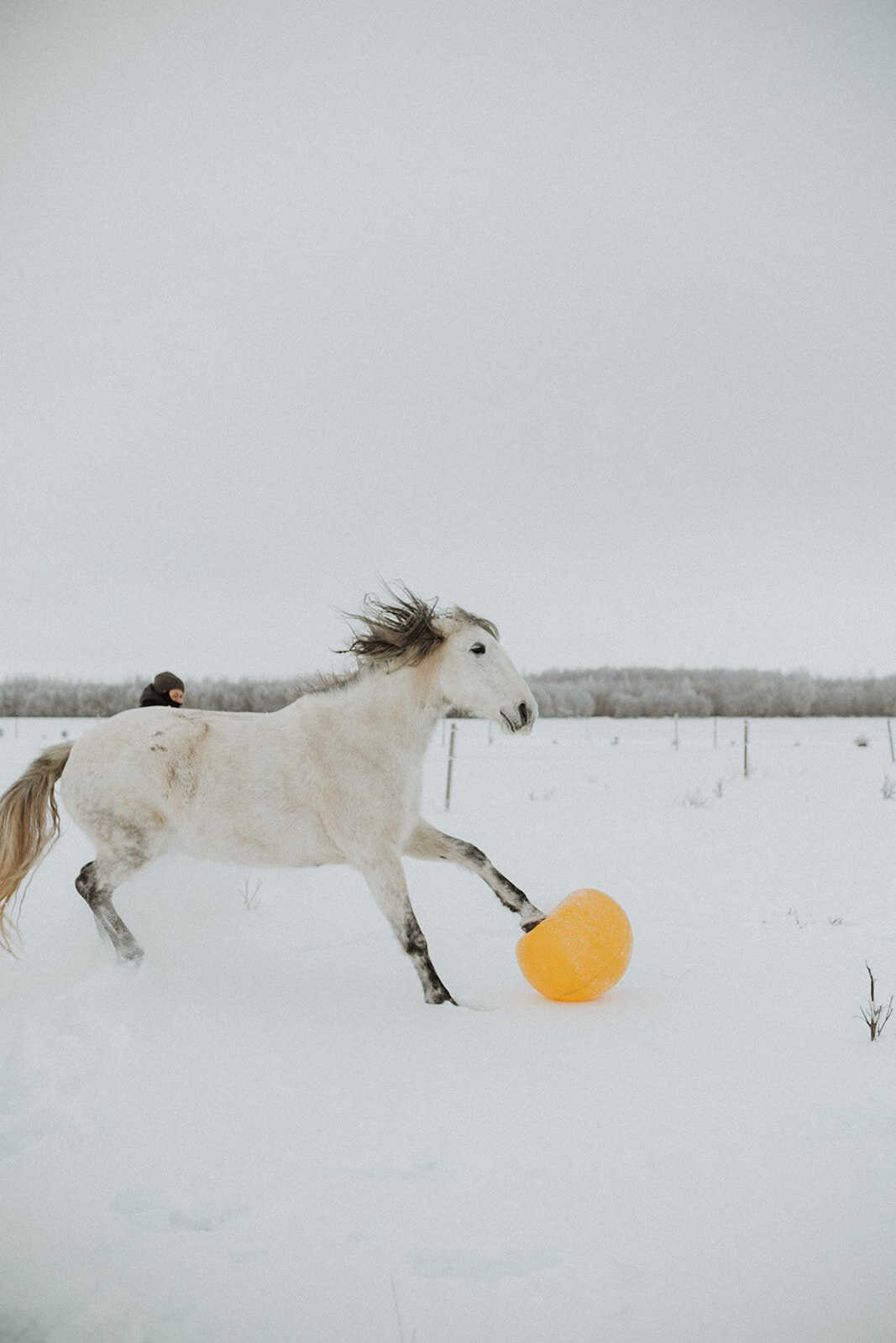 Laimes Horses by Elza Pallo Photographer 170.jpg