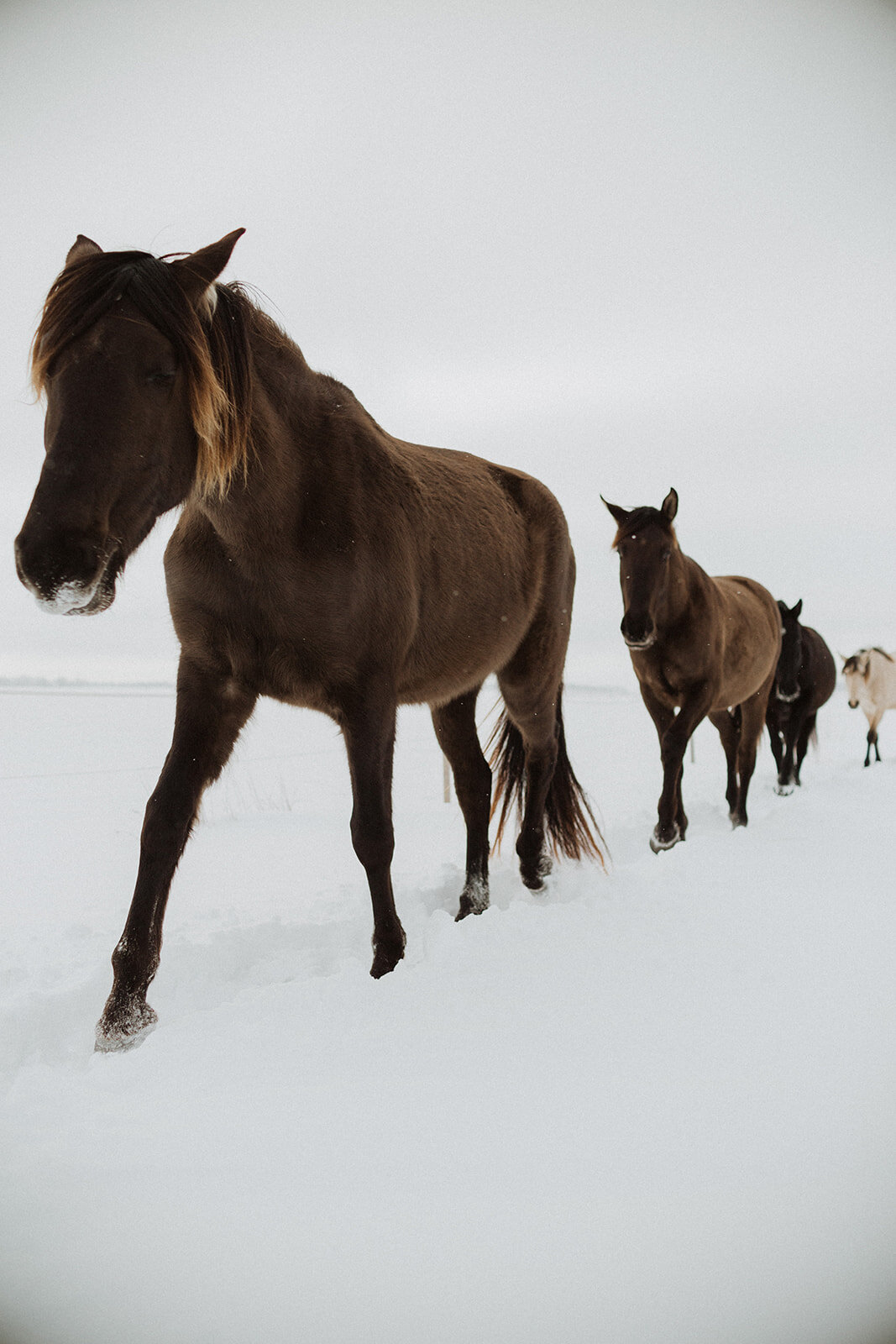 Laimes Horses by Elza Pallo Photographer 256.jpg