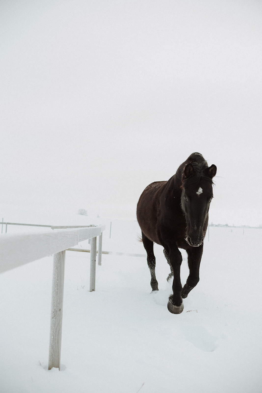 Laimes Horses by Elza Pallo Photographer 59.jpg