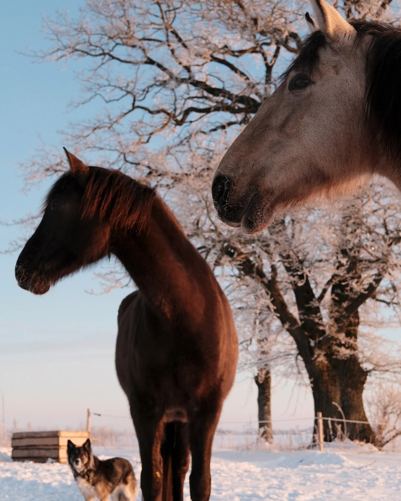 Feeling grateful for this big family of mine, 10 out of 11 have 4 legs :) Photo moments from our winter wonderland captured by me and my husband @kpilins  #Latvia #Rundale #horses #cats