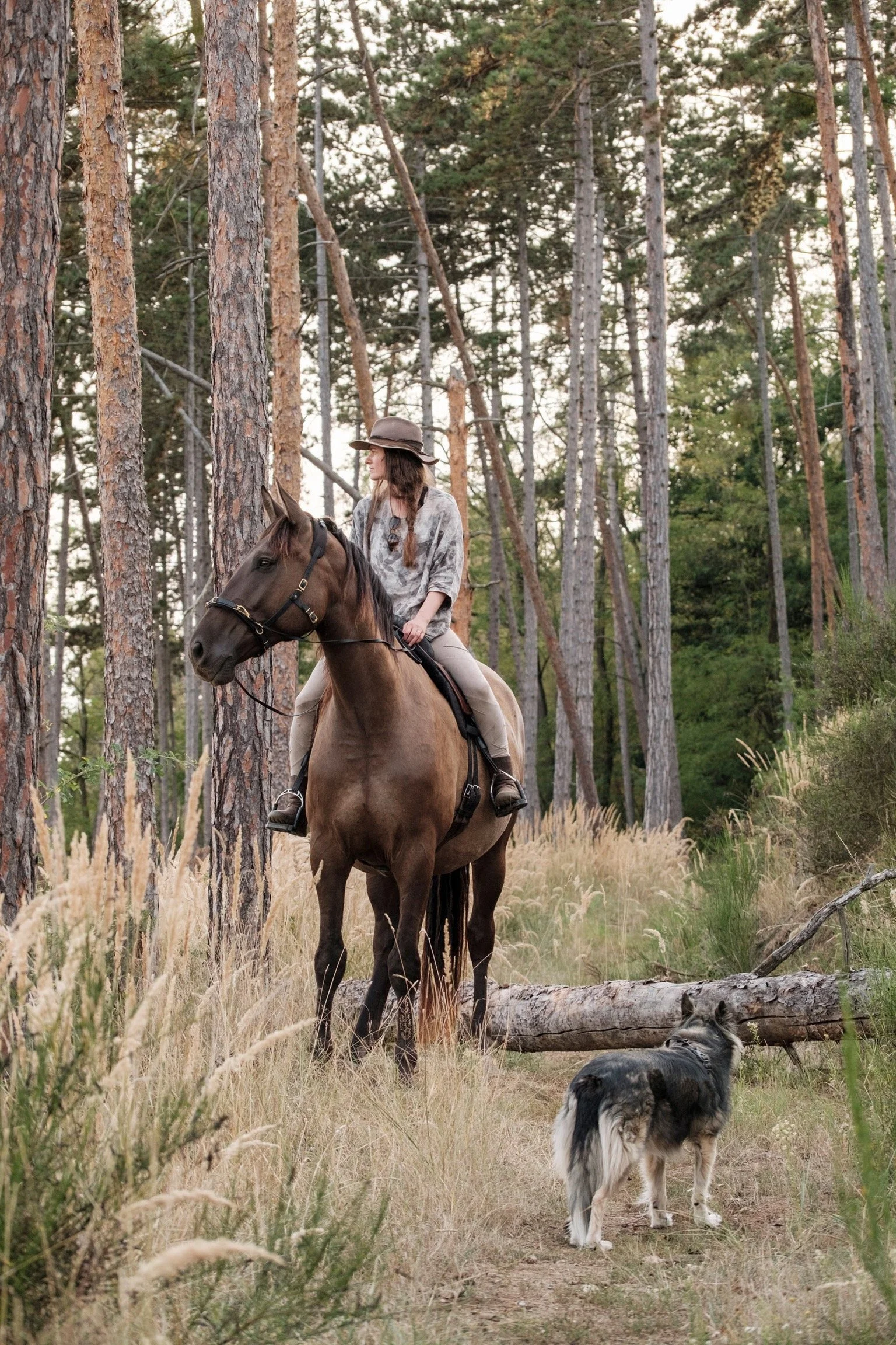 MIERVAlDiS – HORSE FOR SALE