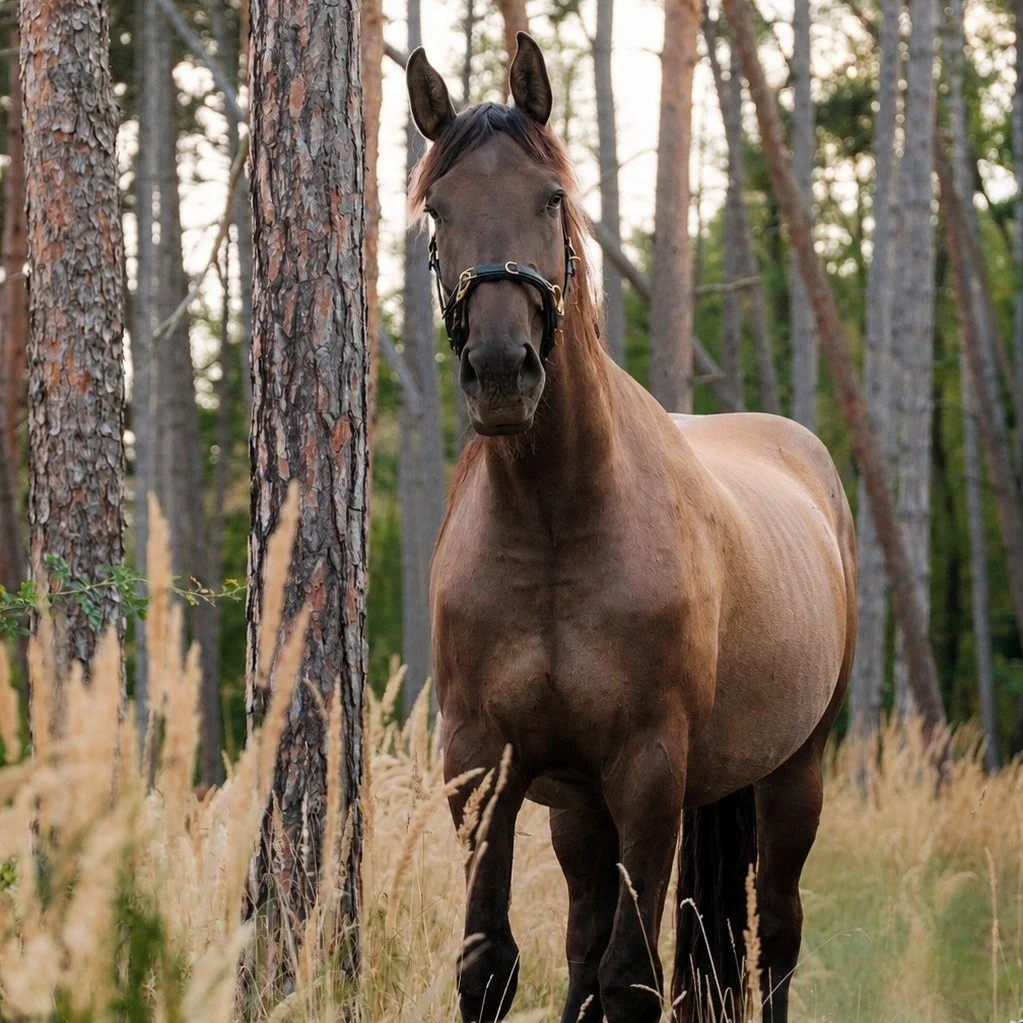 Alongside the pottery studio, life here moves to a different rhythm.

Raising this gentle giant has been one of the greatest privileges of my life.

When he arrived as a foal, he was incredibly timid, sensitive, and easily frightened. Looking at him 