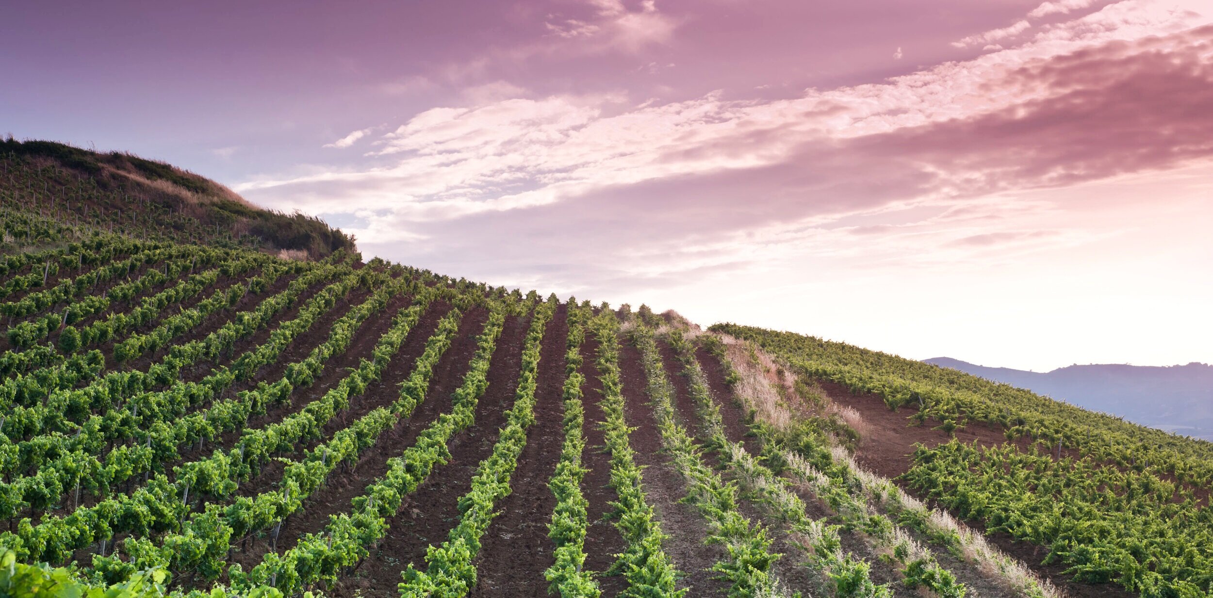 Vineyards in Sicily
