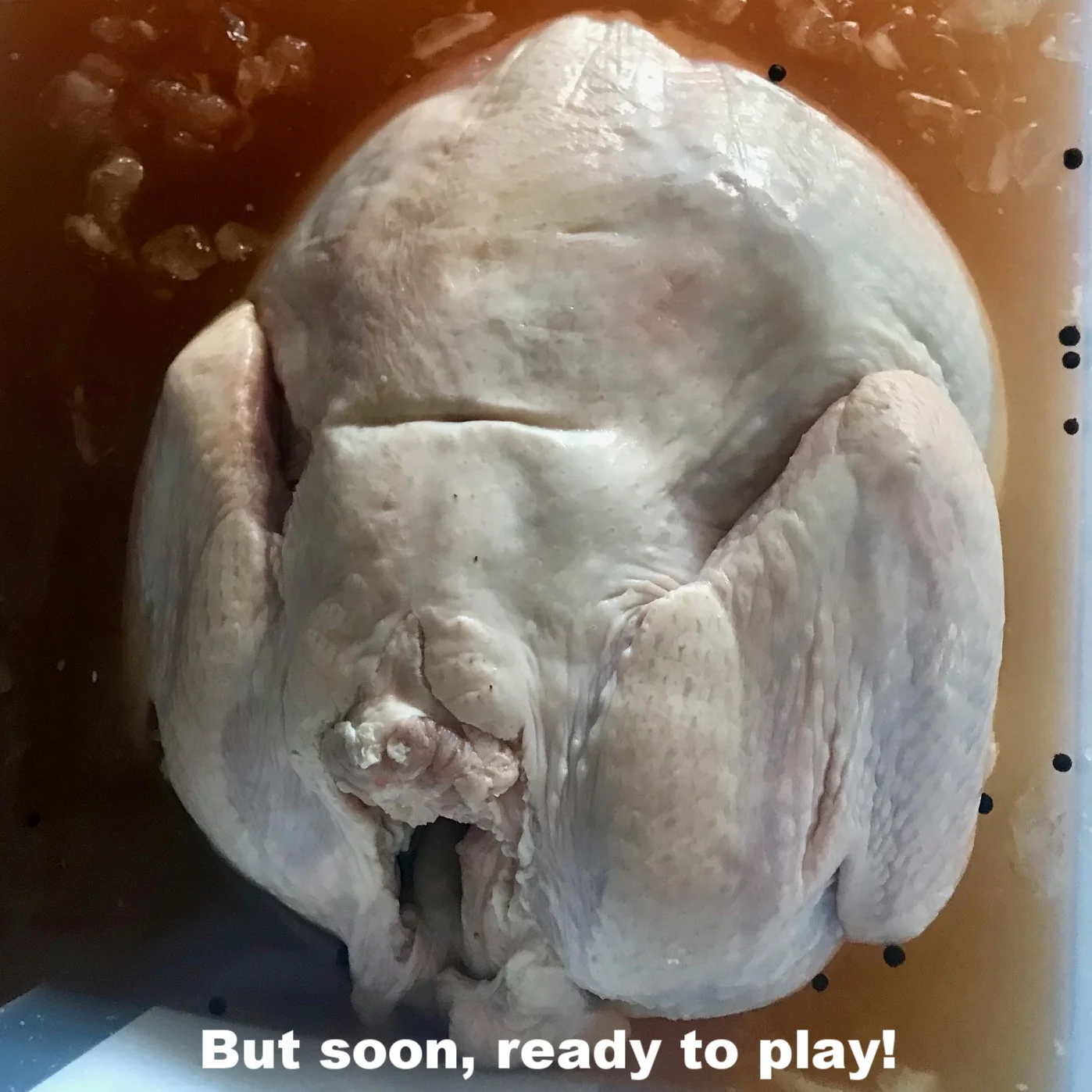 Happy Turkey in Brine.jpg