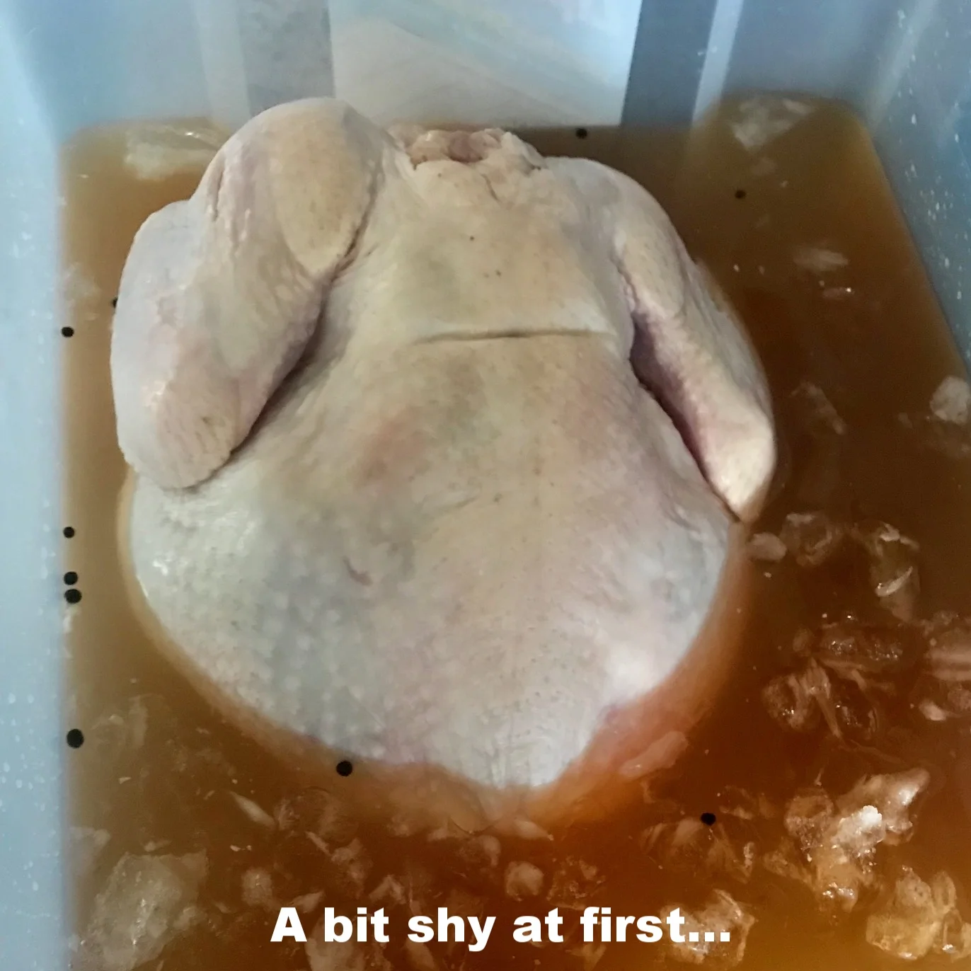 Shy Turkey in Brine.jpg