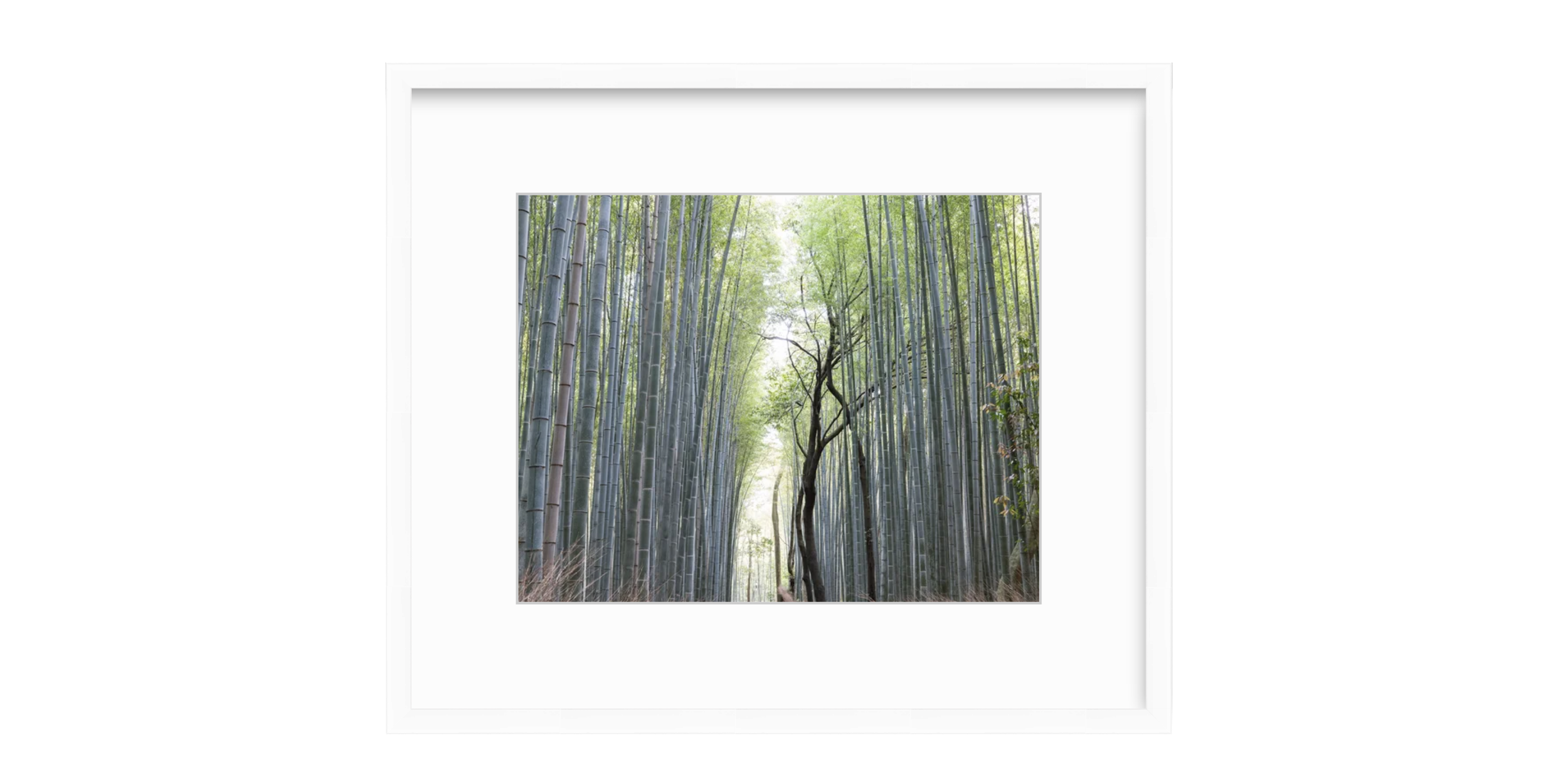Bamboo Forest in White Frame.png