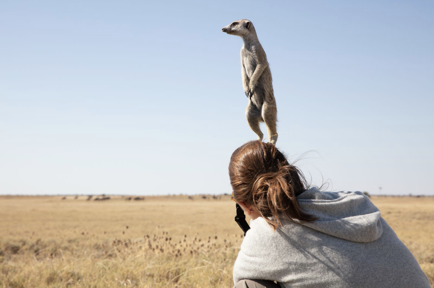 Photographer Claudia Uribe crouching to shoot with a camera while a wild meerkat stands upright on top of her head in the vast open grasslands of the Makgadikgadi Pans, Botswana