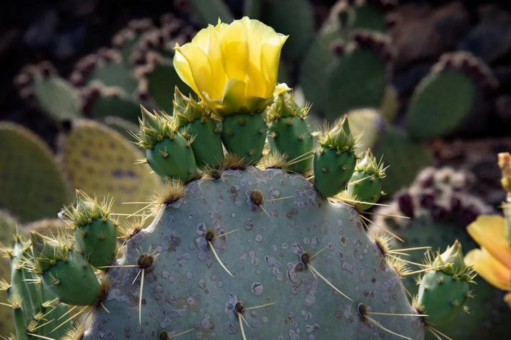 WhatsApp Image 2021-08-18 at 4.18.25 PM (3).jpeg