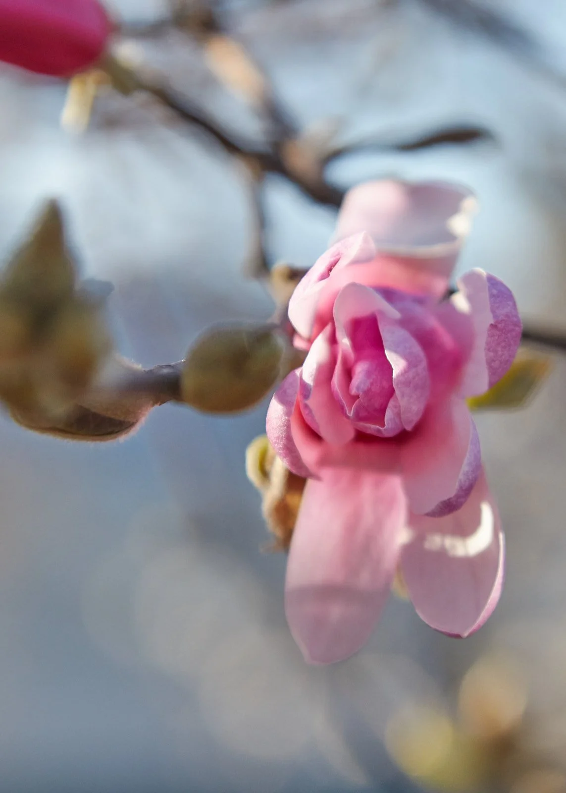 Blossom Bliss: 5 Places You Can’t Miss for the Best Cherry Blossom Viewing in and Around NYC