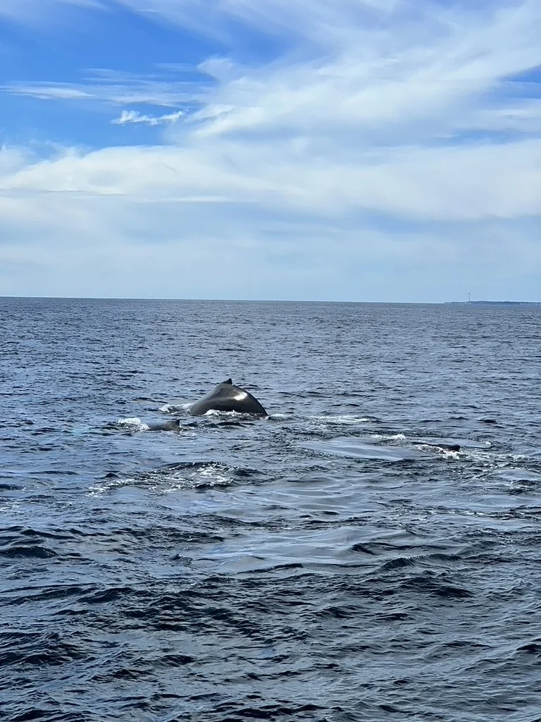 Whale Watching The Frances Fleet