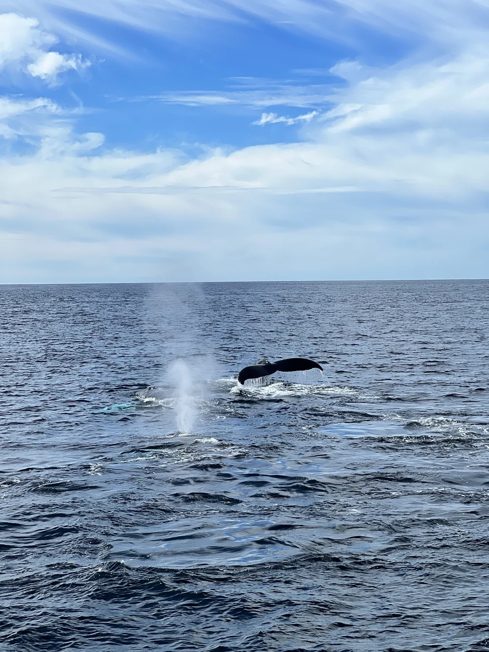 Whale Watching The Frances Fleet