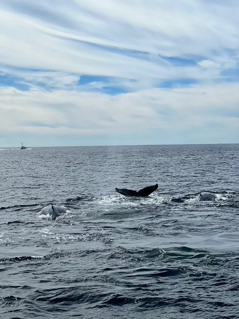 Whale Watching The Frances Fleet