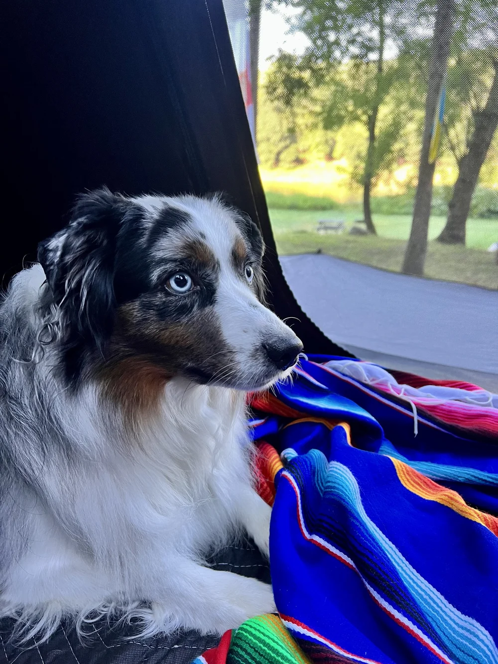 Blue Merle Mini Australian Shepherd sitting on colorful Mexican blanket looking out of a rooftop car tent