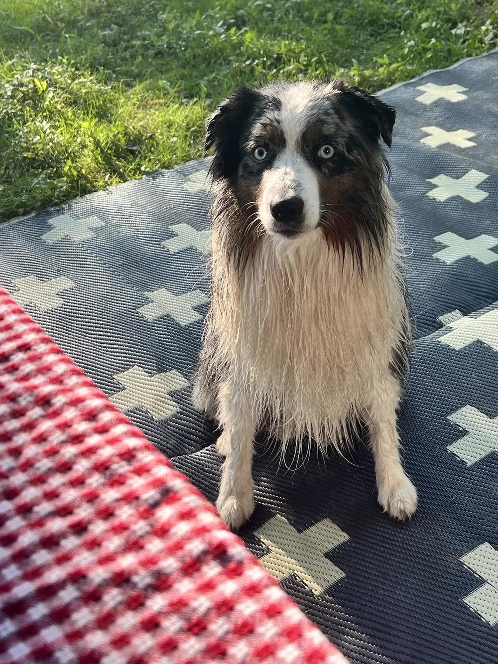 Wet Blue Merle Mini Australian Shepherd sitting on blue carpet on grass with red checkered apron on the side