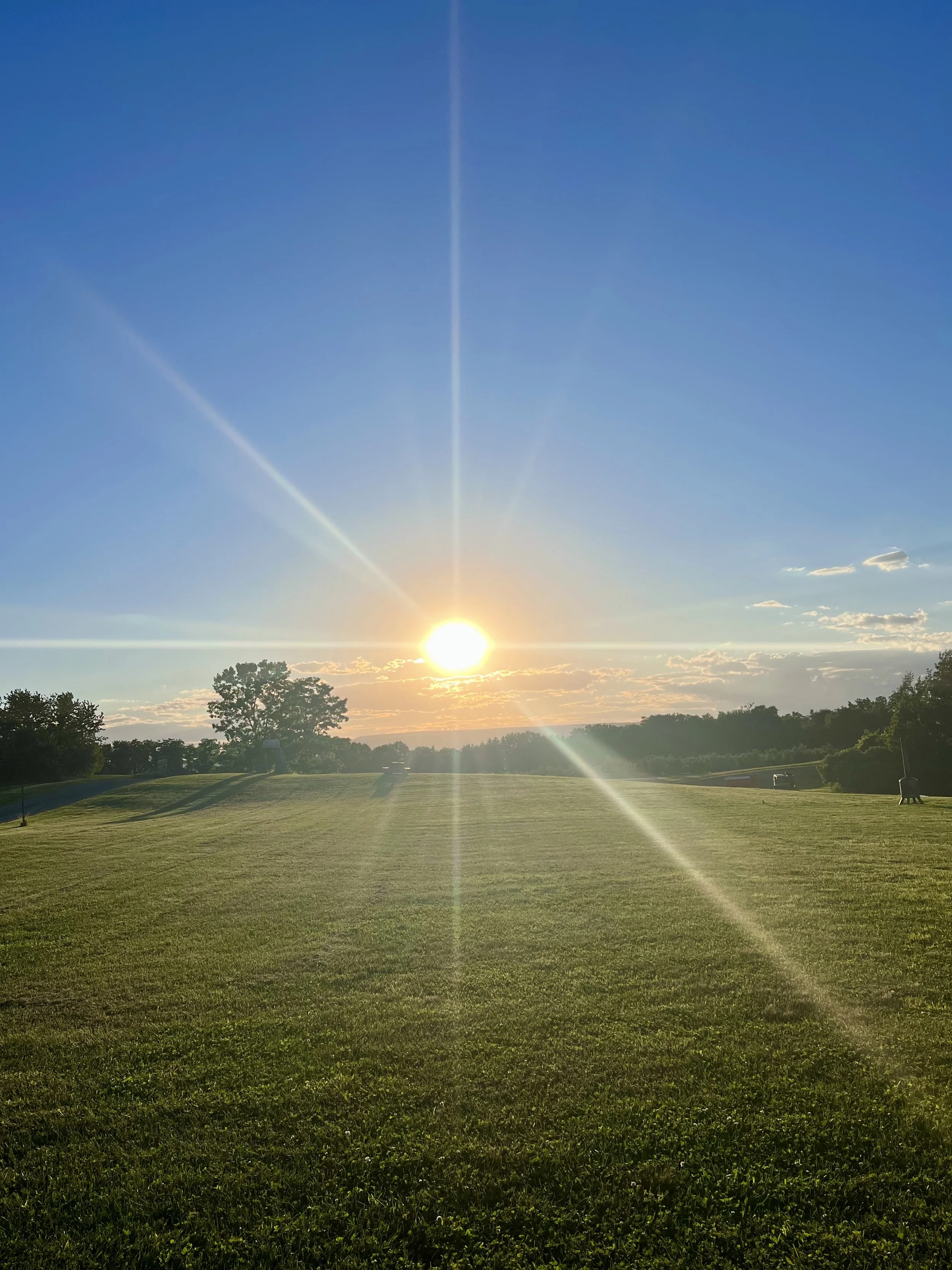 Sunset over field with grass and trees