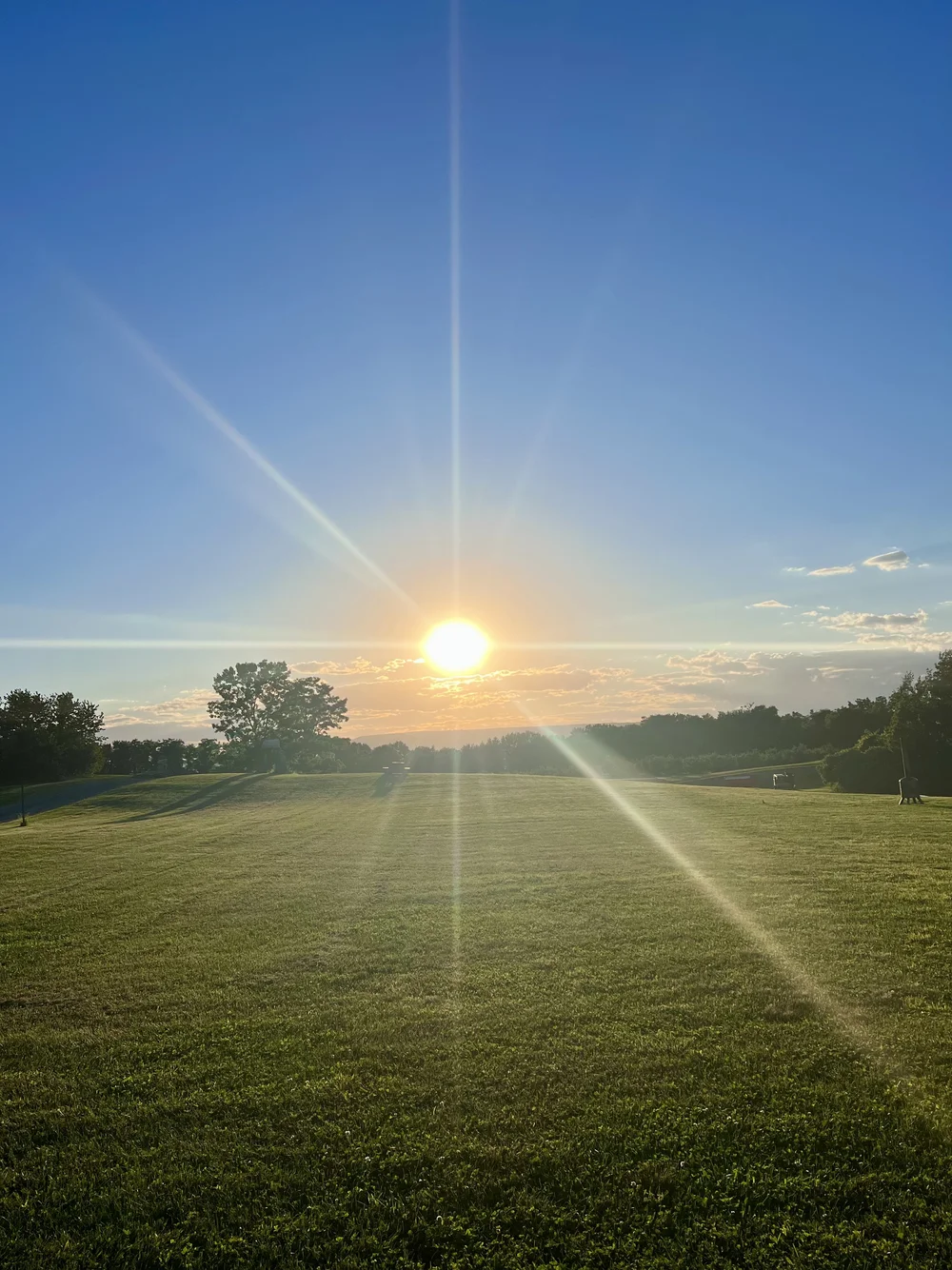 Sunset over field with grass and trees