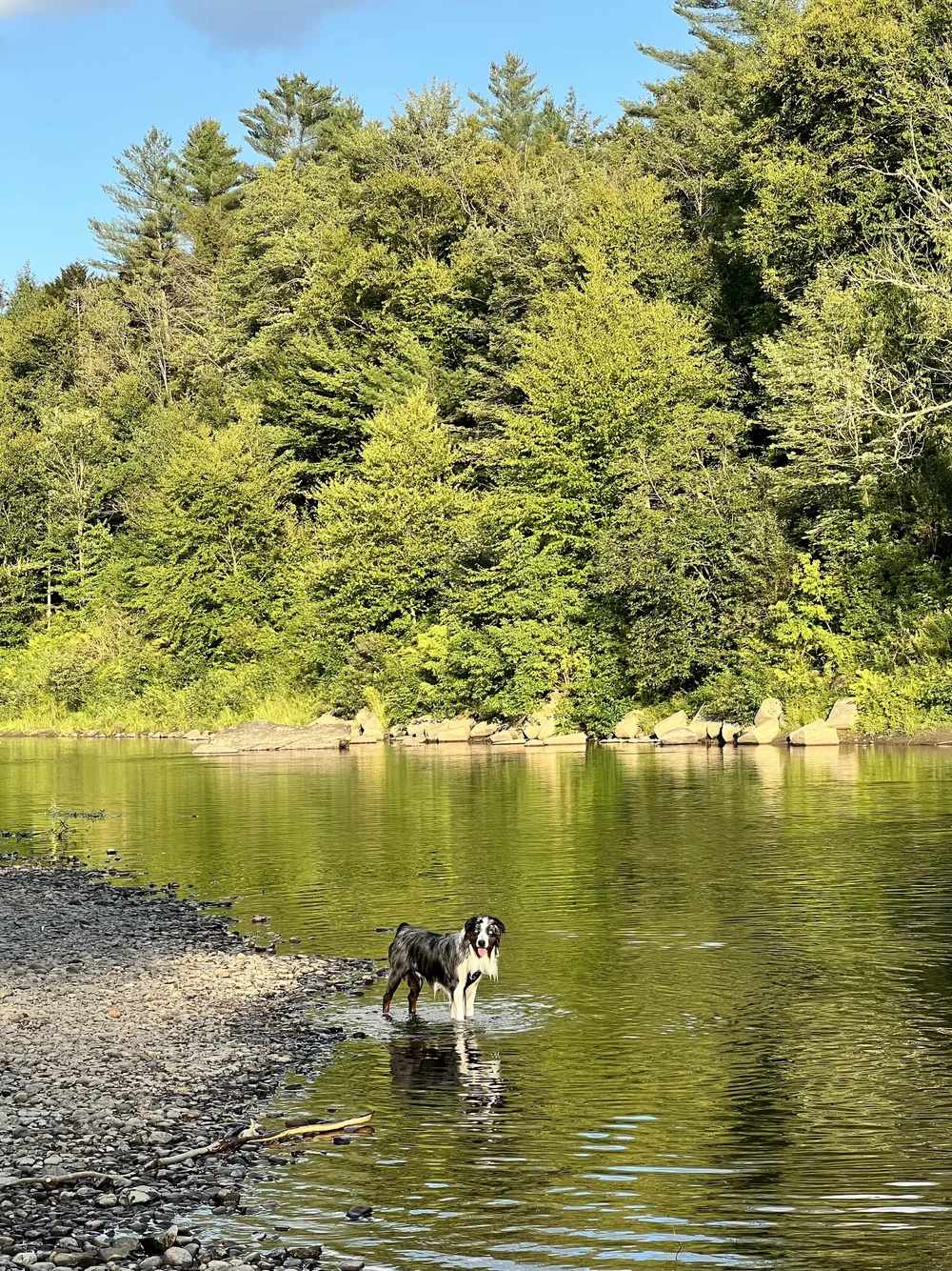 Blue Merle Mini Australian Shepherd standing in river wet with trees in the background