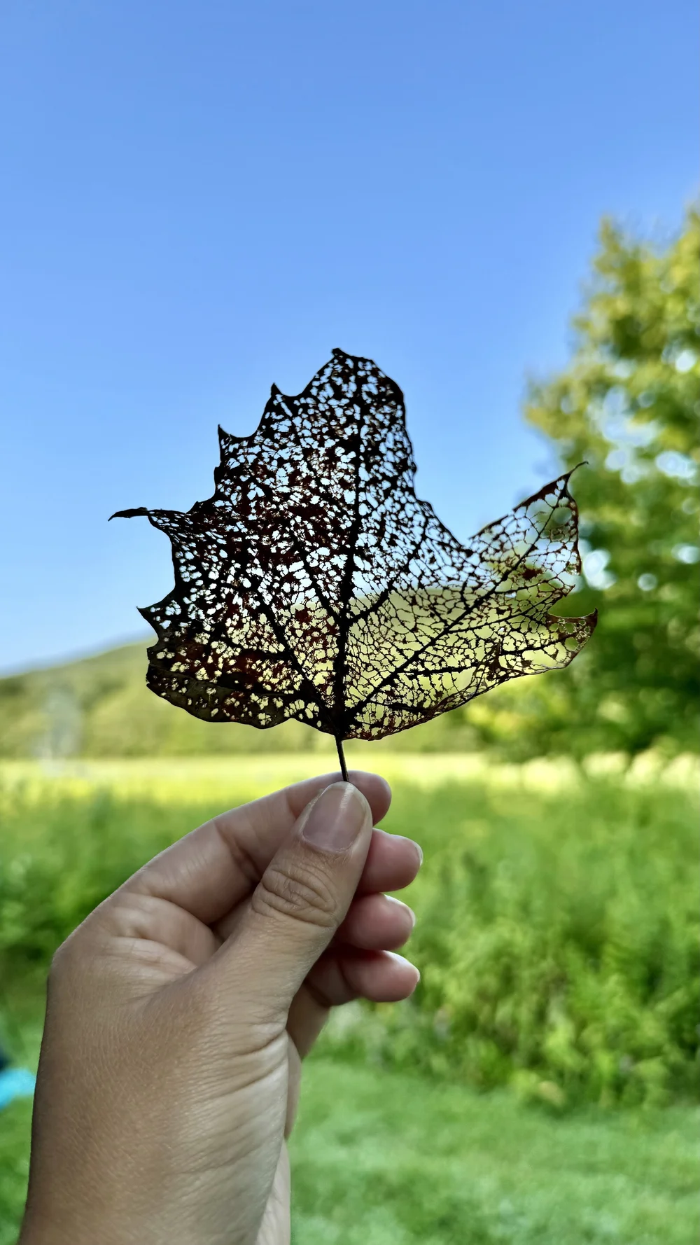 Hand holding a dried brown leaf in the air with field and blue sky in background