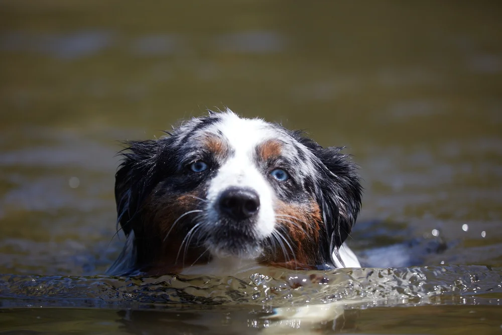 Blue Merle Mini Australian Shepherd swimming in river