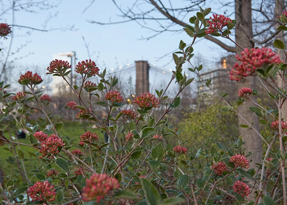 Brooklyn Bridge Park in DUMBO, NYC