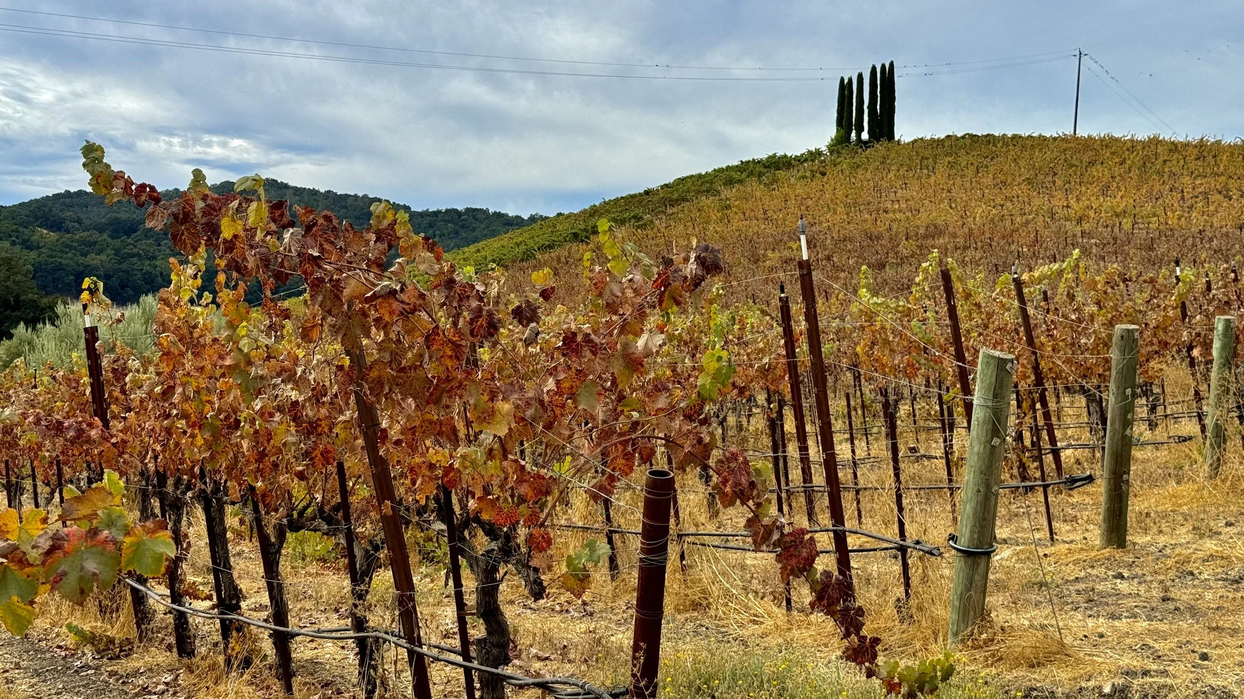 48 Perfect Hours in Paso Robles: California’s Central Coast Wine Region