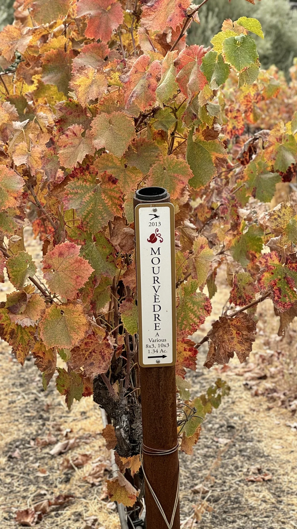 Tablas Creek Vineyard in Paso Robles, CA