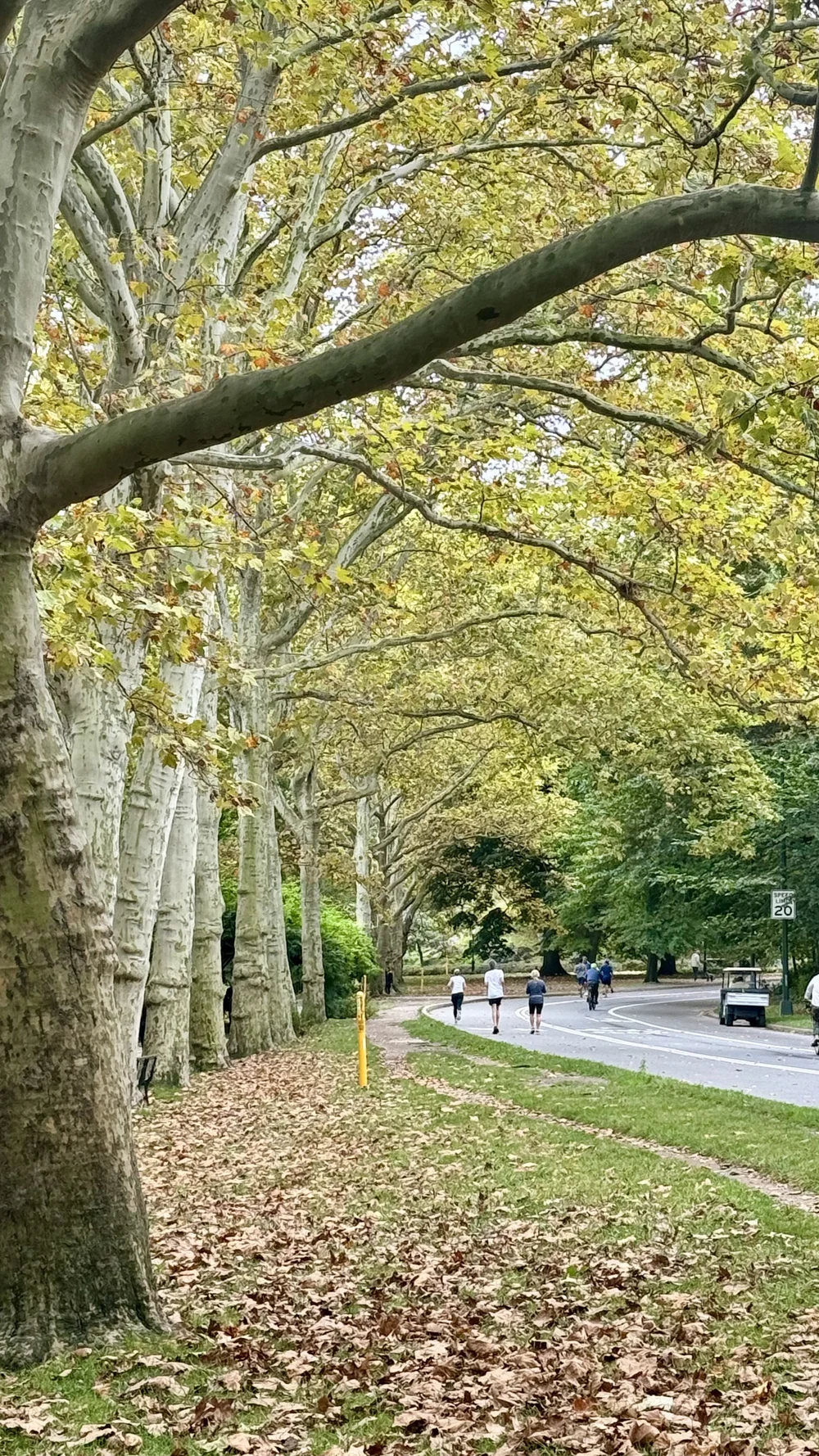 Central Park