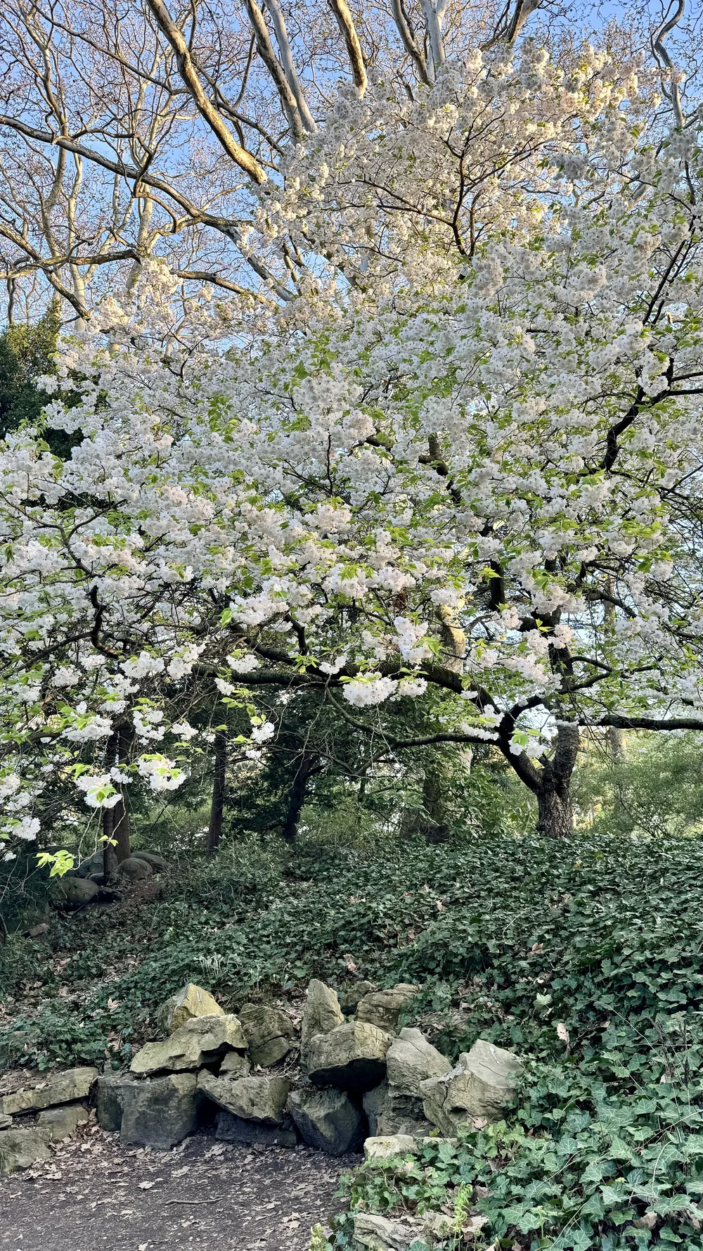 Brooklyn Botanic Garden