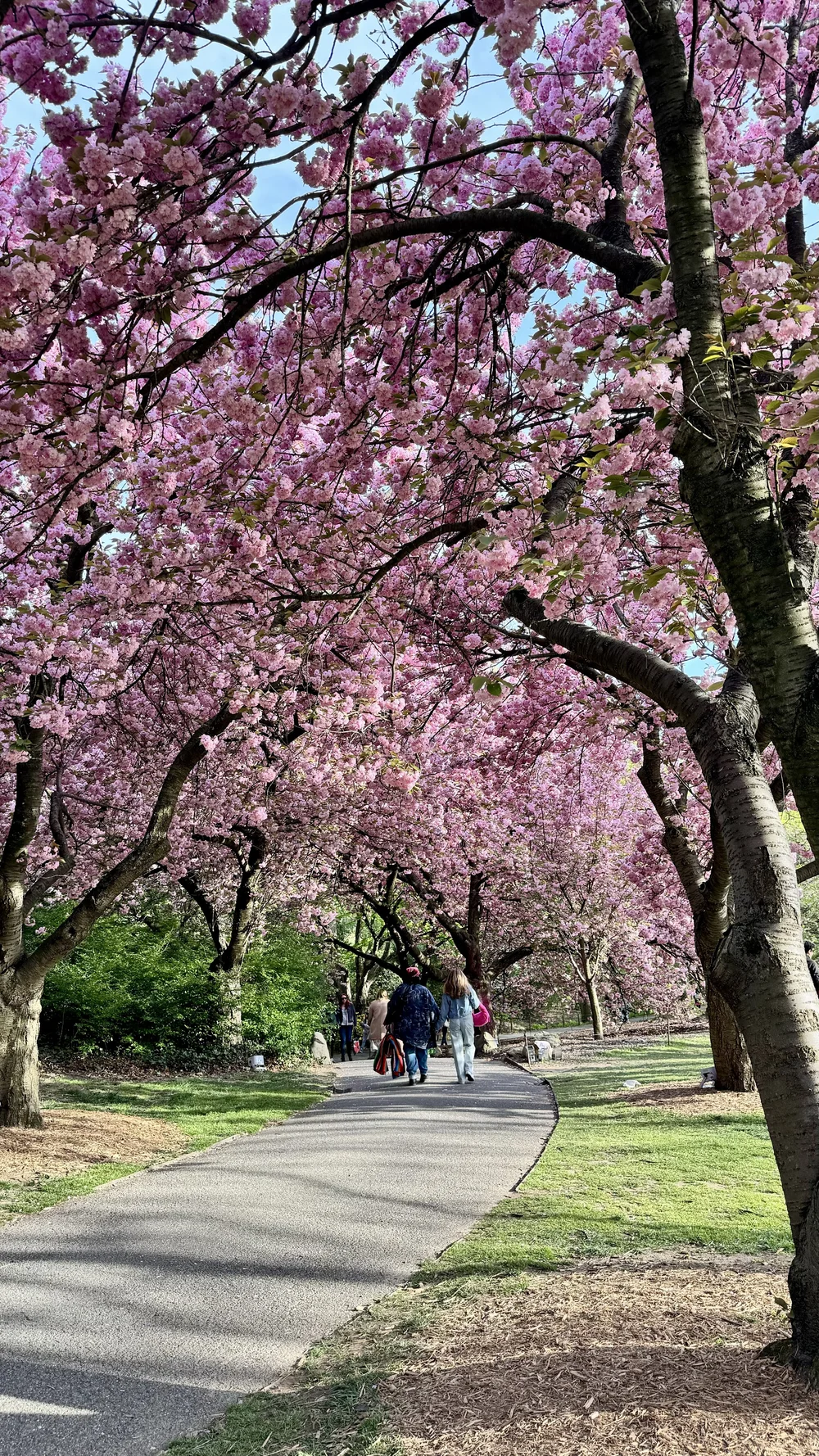 Brooklyn Botanic Garden