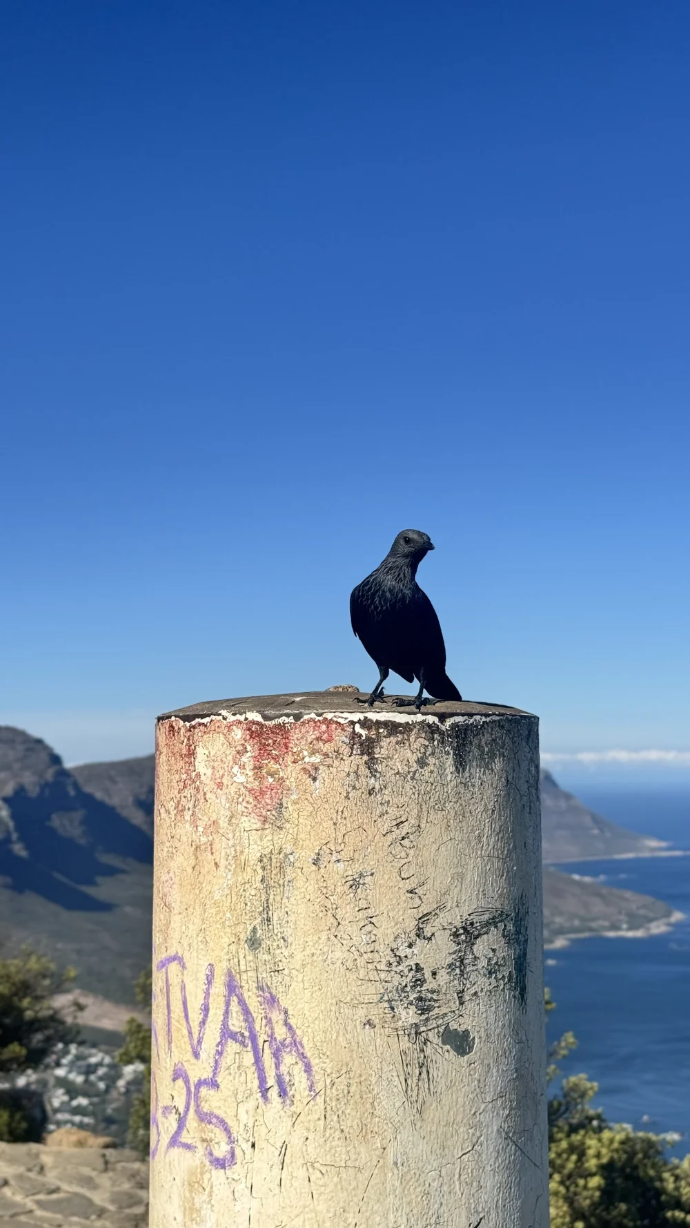 Bird at the top of Lion's Head.jpeg