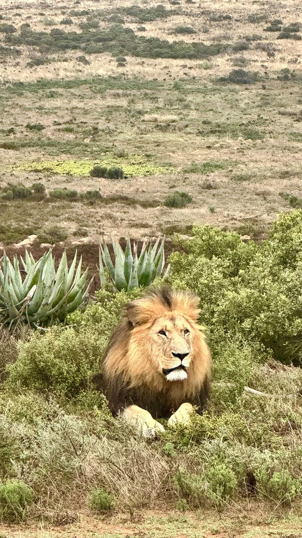 Garden Route Game Lodge 